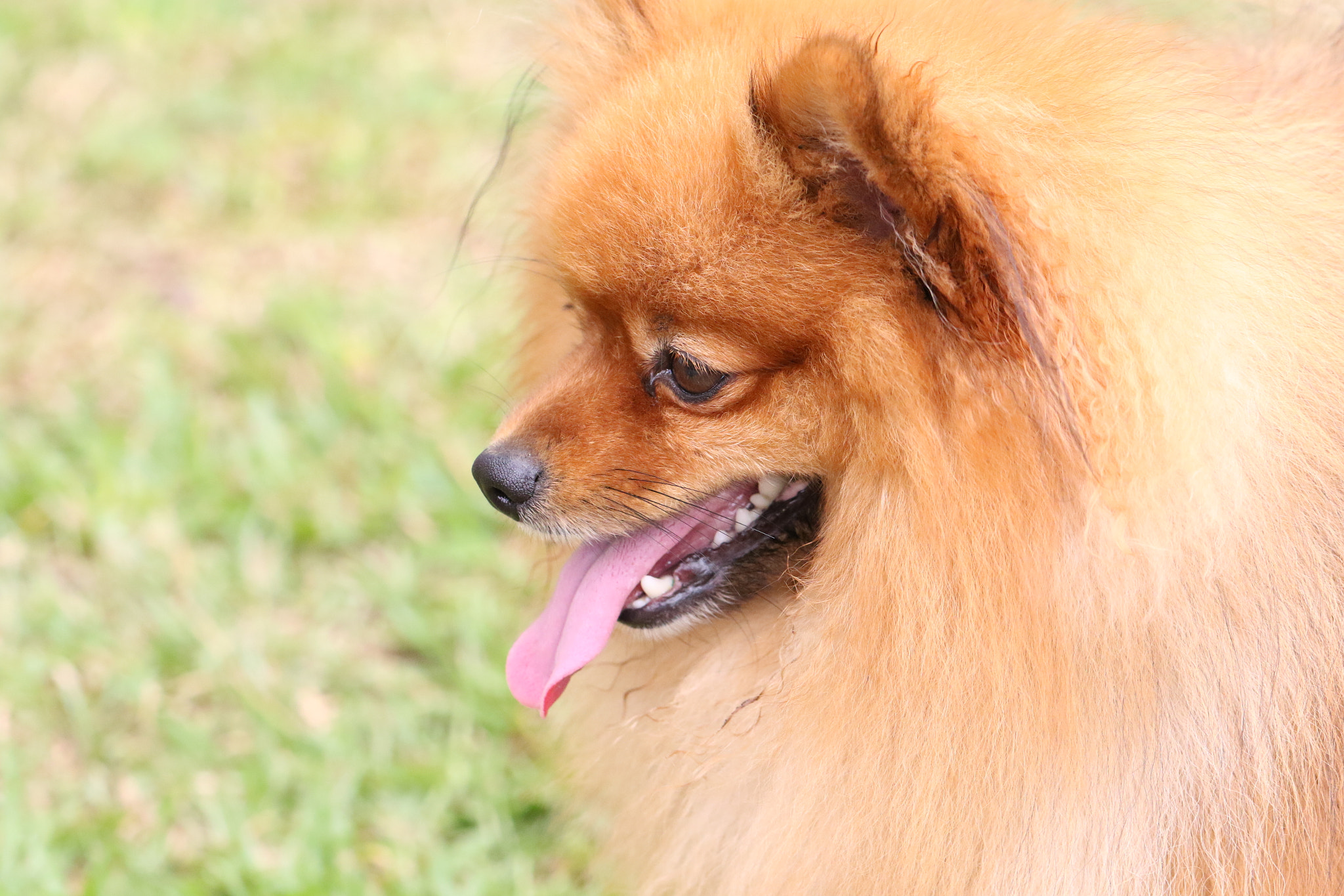 Canon EF 100mm F2.8L Macro IS USM sample photo. Za photography