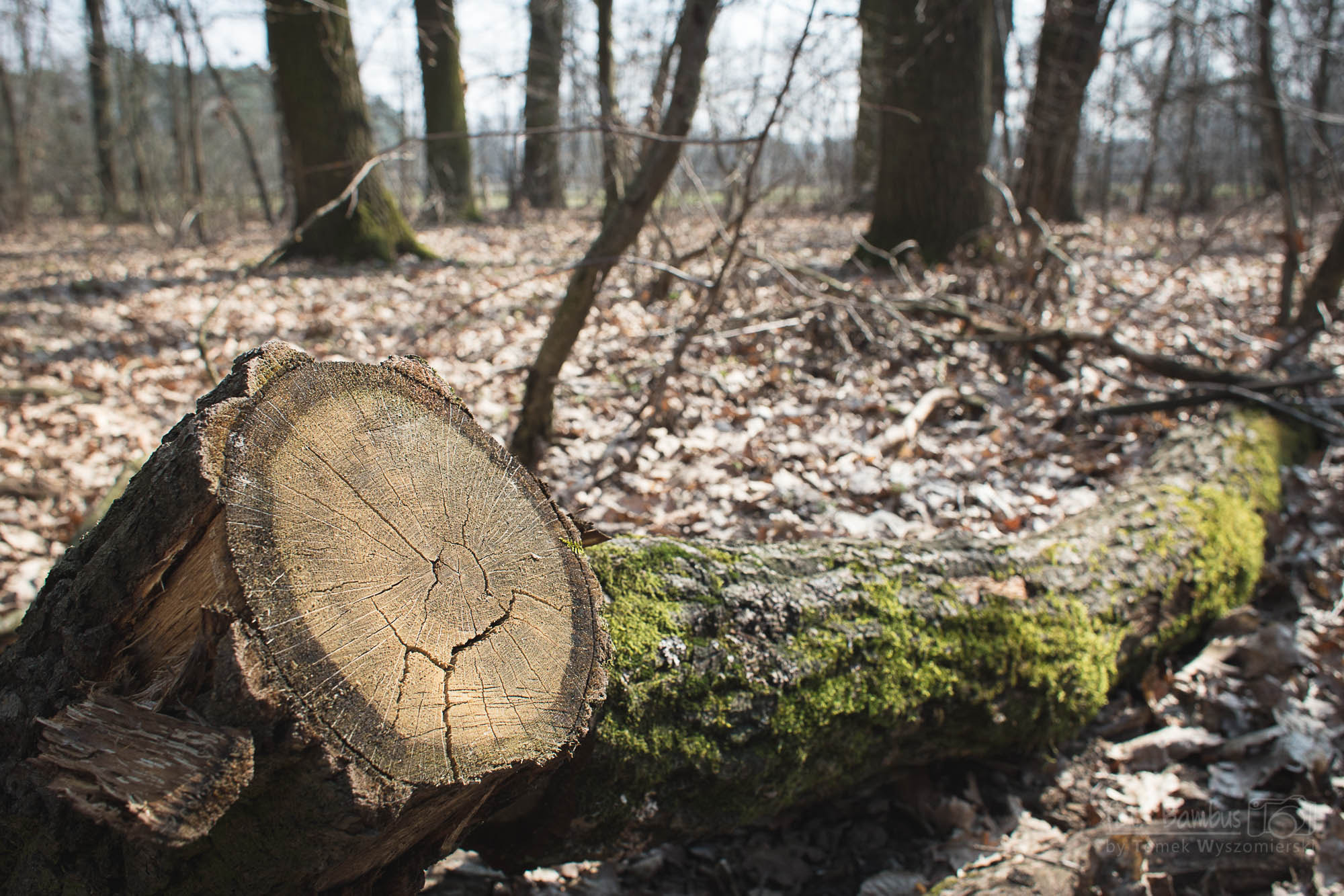 Canon EOS 6D + Canon EF 28mm F1.8 USM sample photo. Felled tree photography