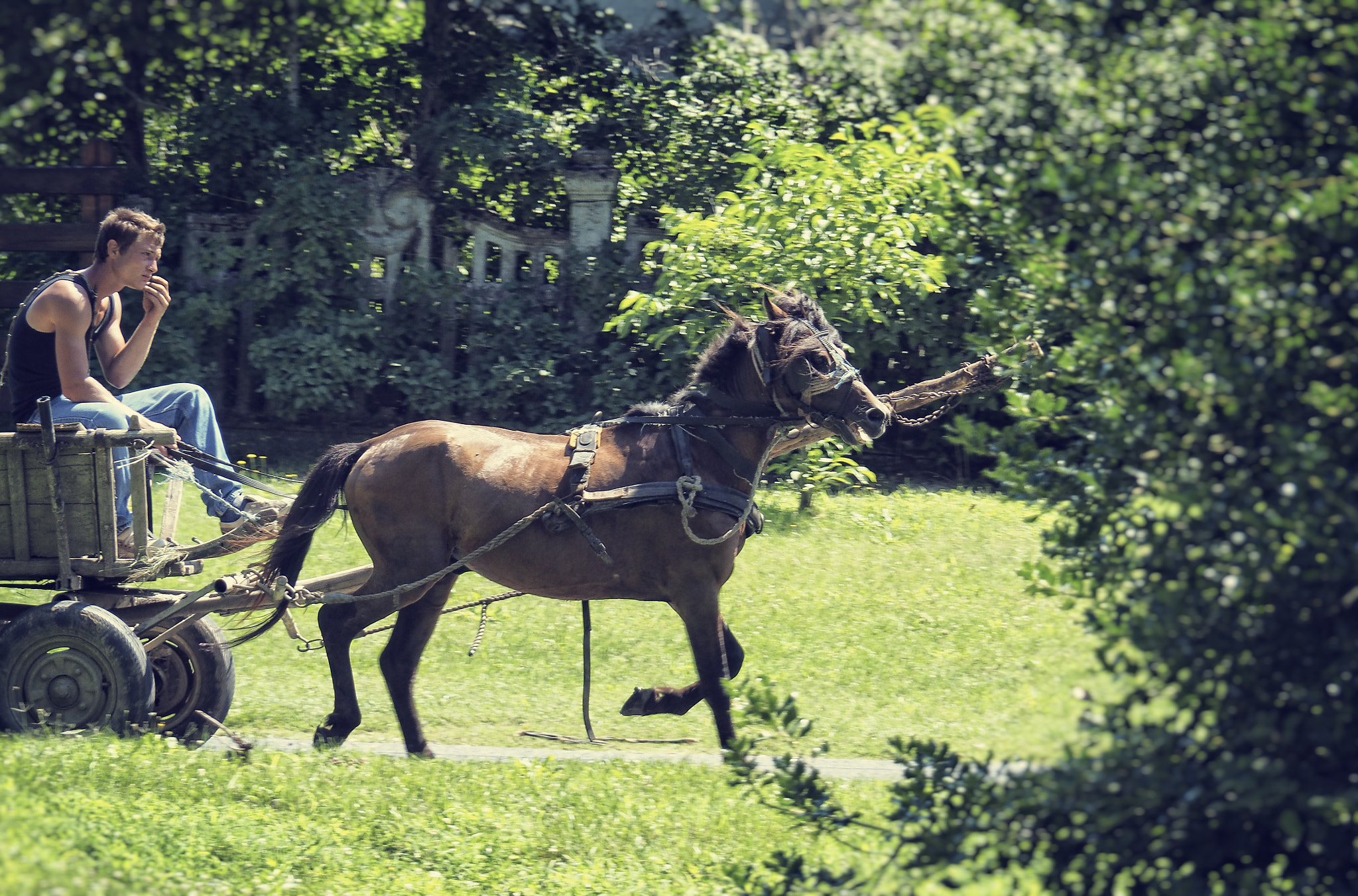 OLYMPUS M.14-150mm F4.0-5.6 II sample photo. Horse and carriage (kisbajom) photography