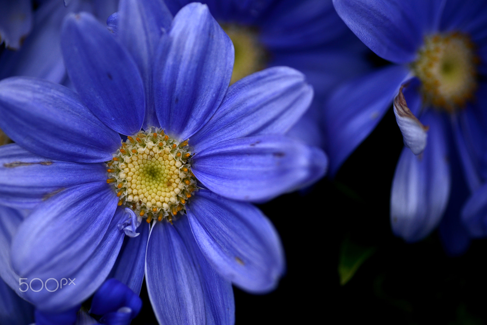 Nikon D600 sample photo. Light blue. photography