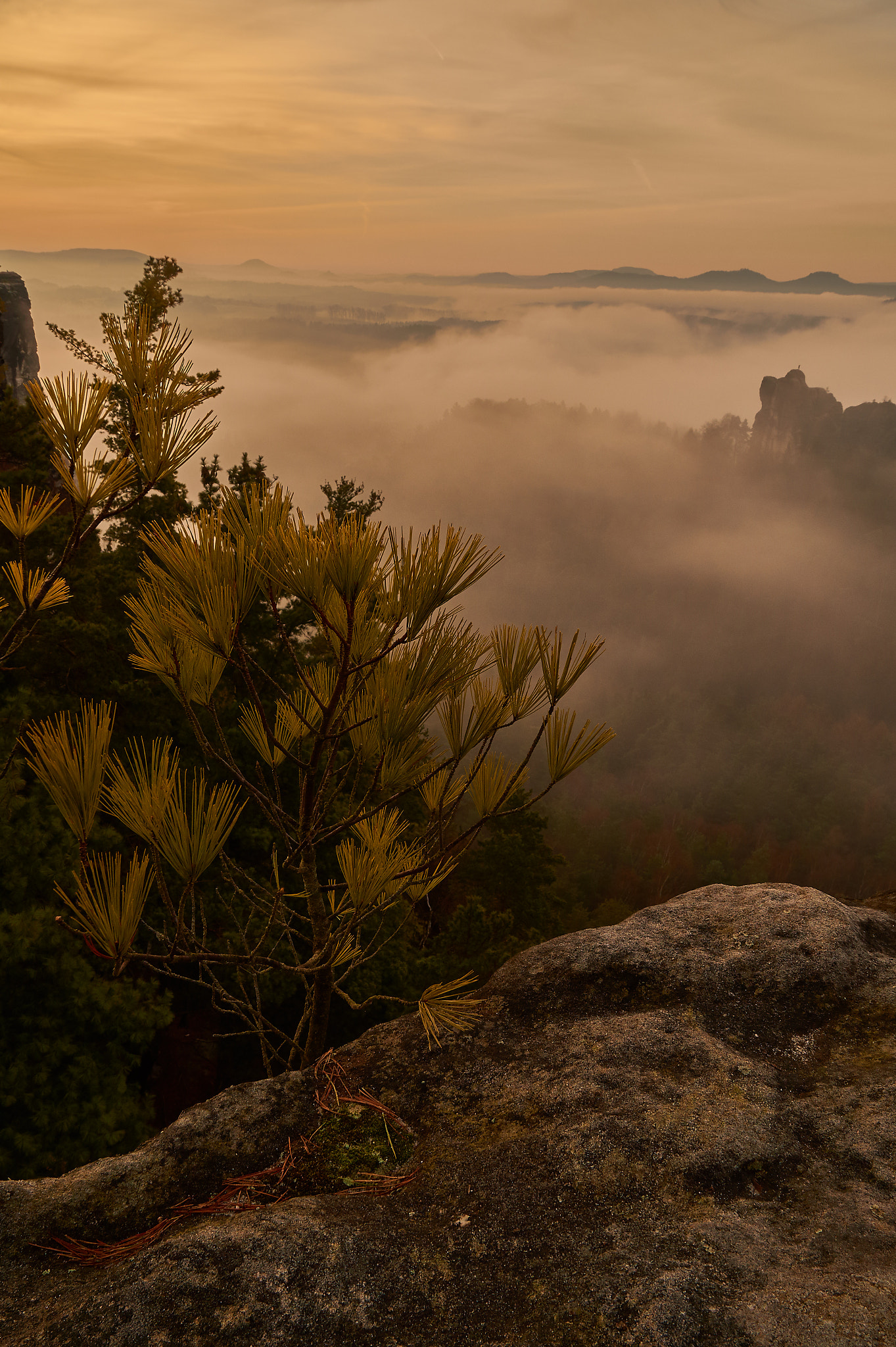 Sony DT 16-50mm F2.8 SSM sample photo. Nebelbaum photography