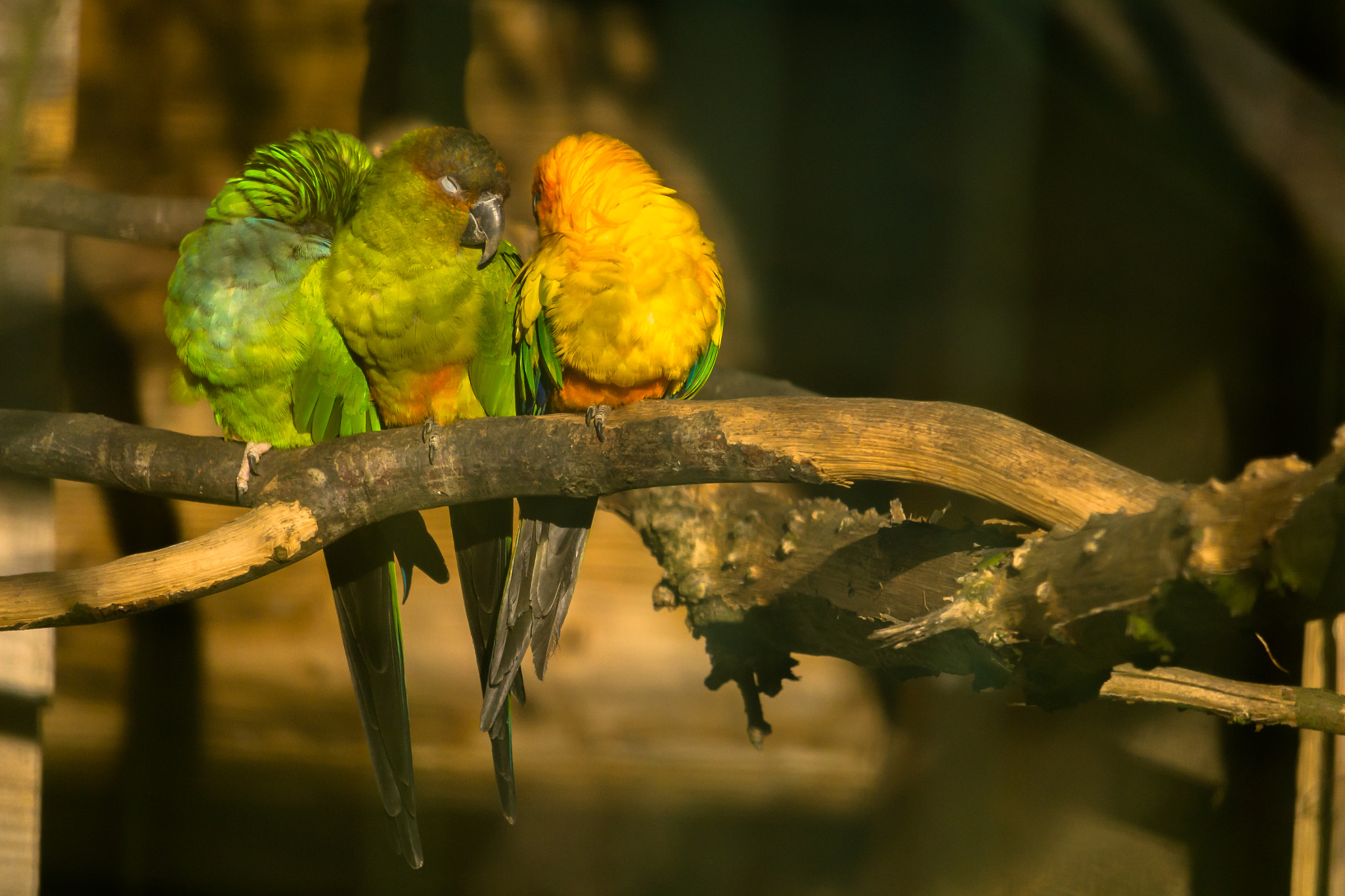 Canon EF-S 55-250mm F4-5.6 IS STM sample photo. Paradise park photography