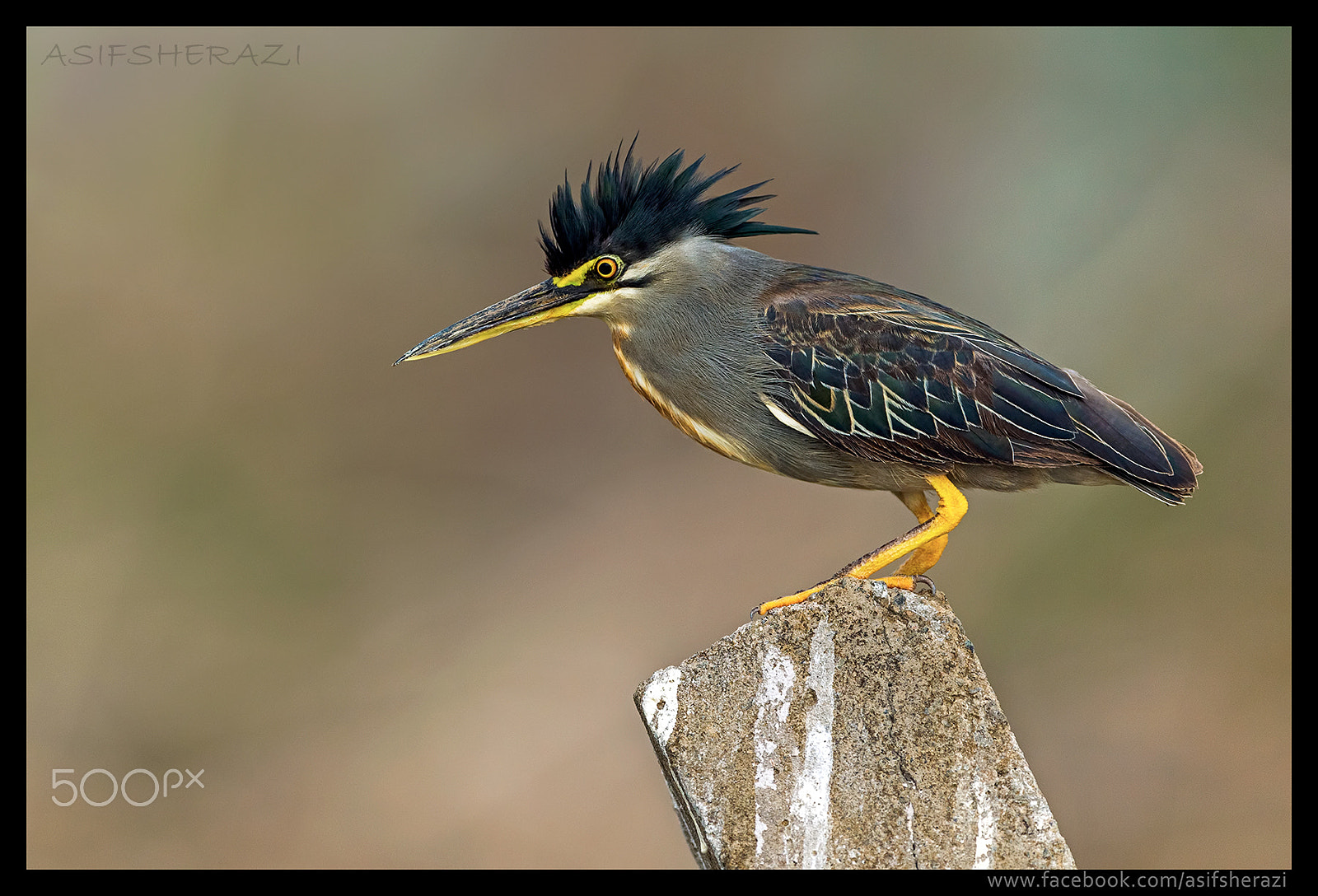 Nikon D5 + Nikon AF-S Nikkor 600mm F4E FL ED VR sample photo. Beauty of the nature photography