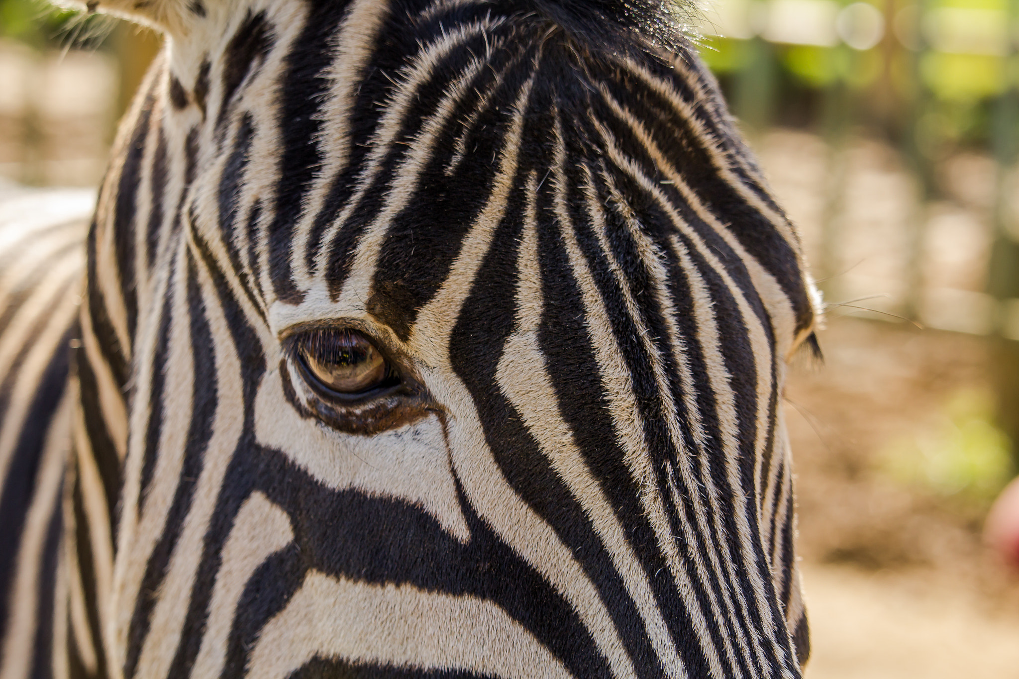 Canon EF-S 55-250mm F4-5.6 IS STM sample photo. Deep thoughts photography