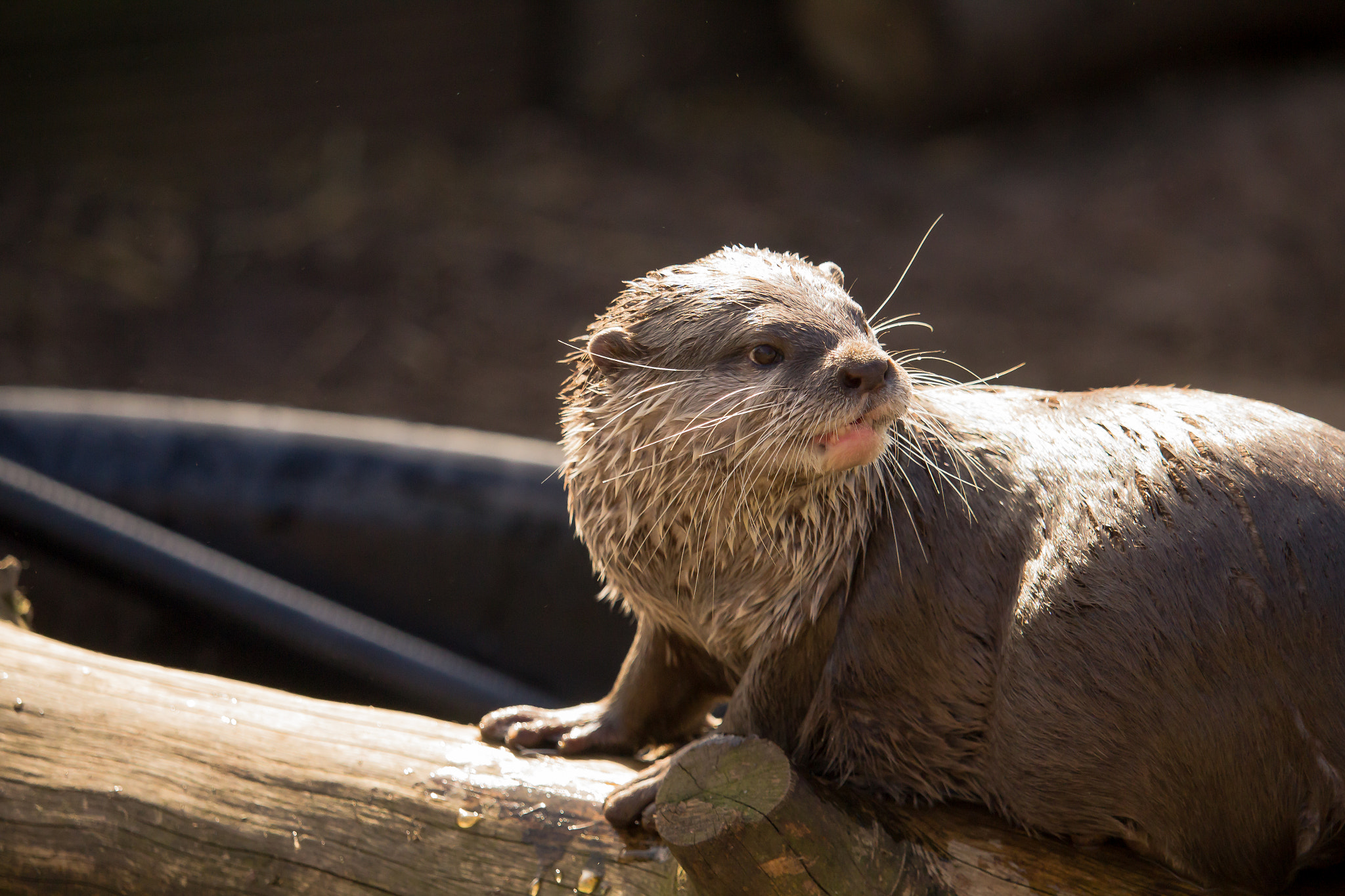 Canon EF-S 55-250mm F4-5.6 IS STM sample photo. Is this my good side? photography