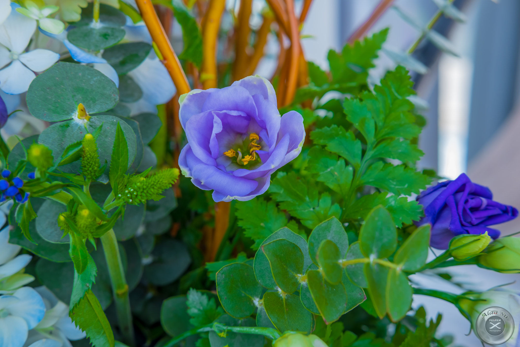 Fujifilm X-E2S sample photo. Moments with roses 6 photography