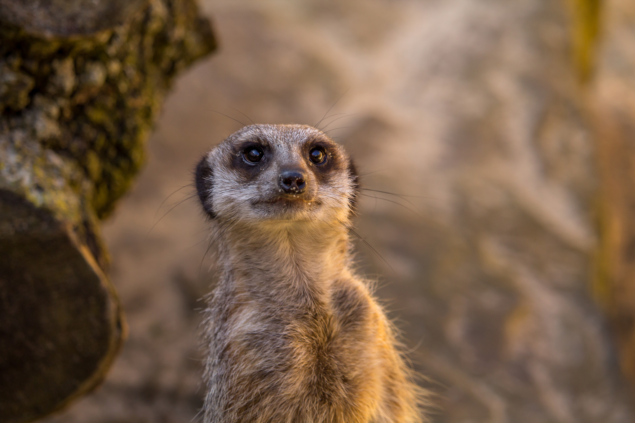Canon EF-S 55-250mm F4-5.6 IS STM sample photo. See into my soul photography