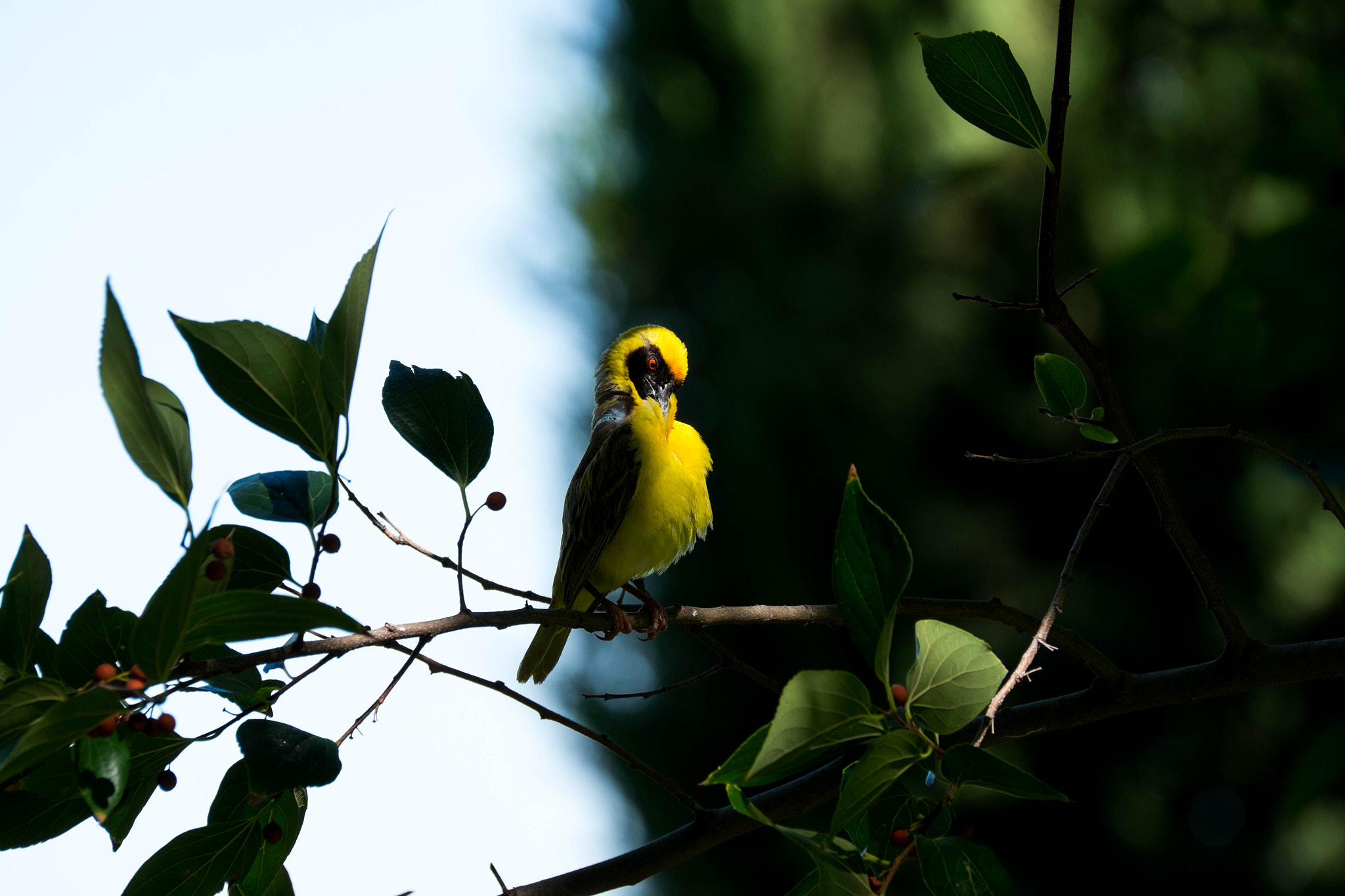 Fujifilm XF 100-400mm F4.5-5.6 R LM OIS WR sample photo. Red eye in shadow photography