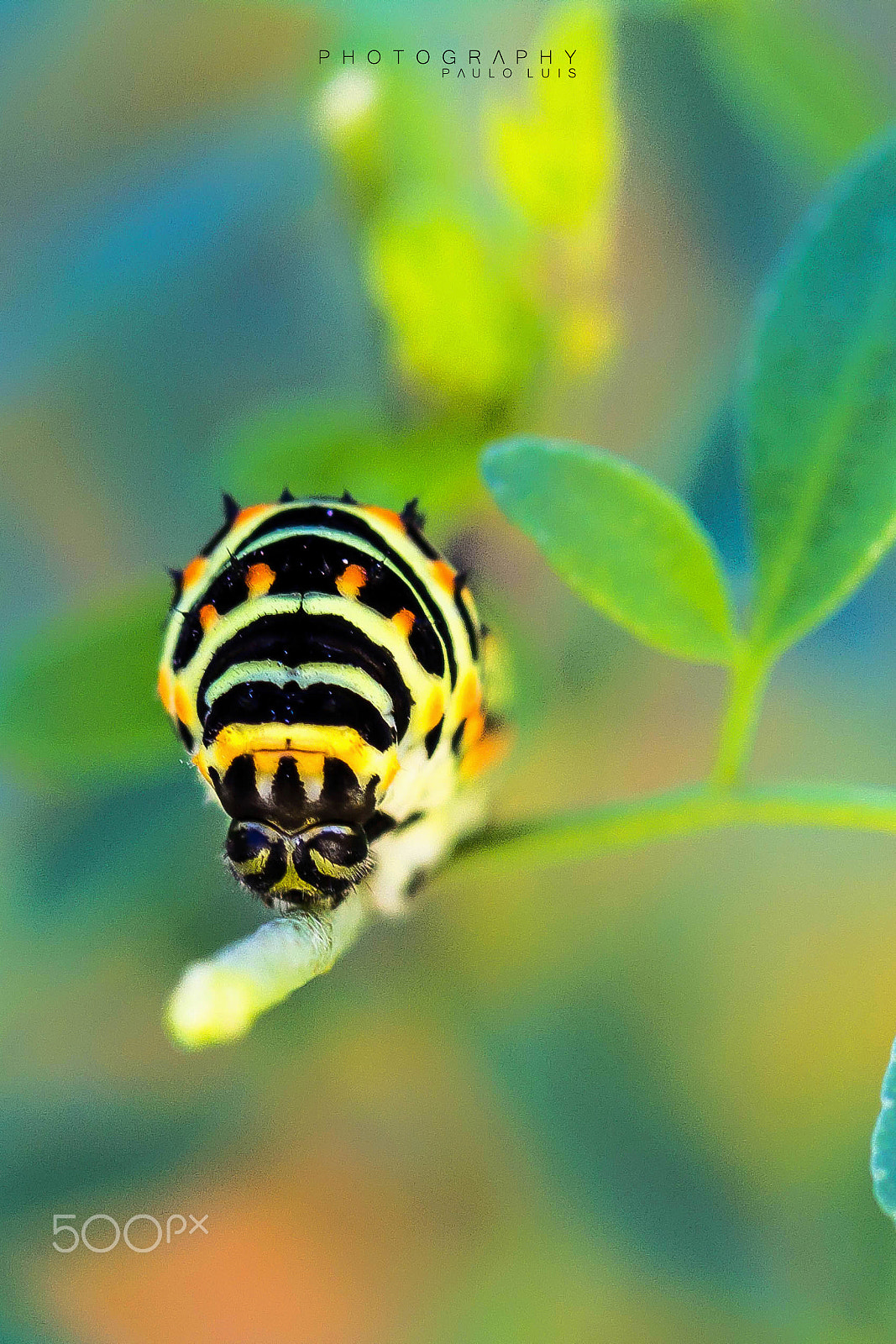 Canon EF 100mm F2.8 Macro USM sample photo. Face to face photography