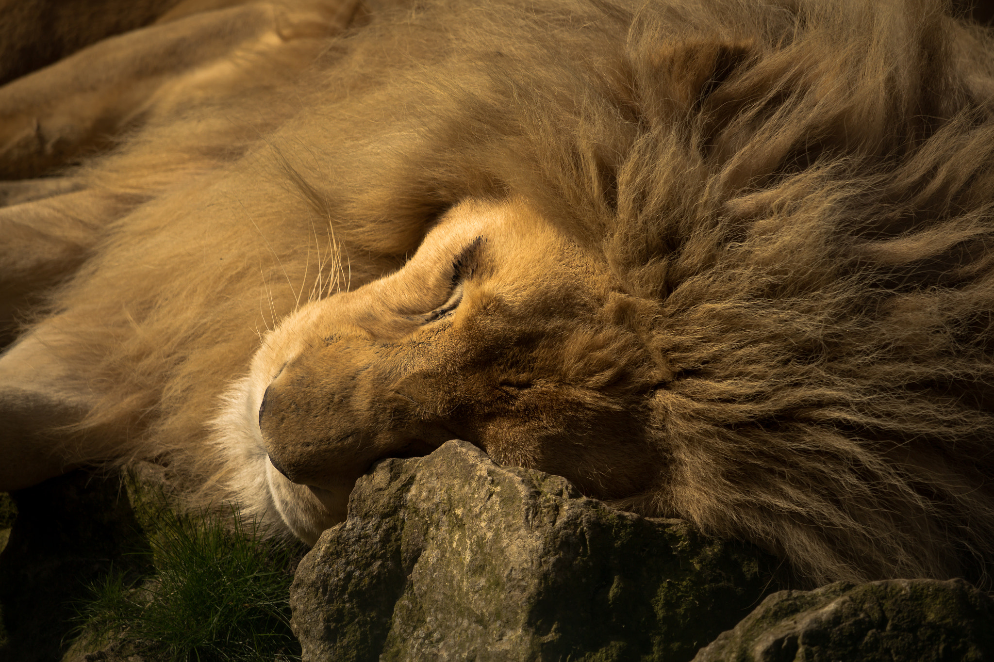 Canon EF-S 55-250mm F4-5.6 IS STM sample photo. Sun bathing photography