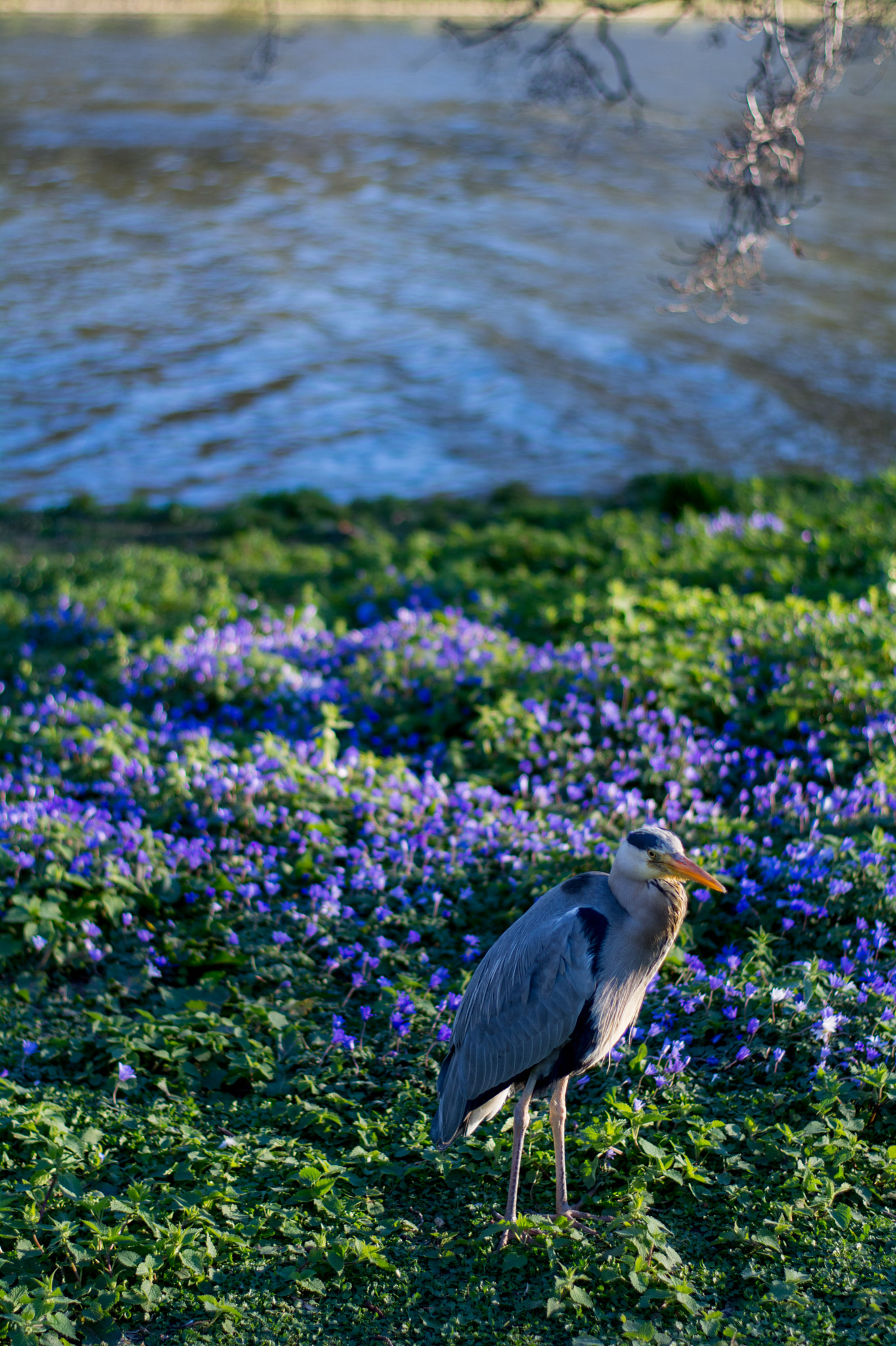Nikon D7100 + Nikon AF-S Nikkor 50mm F1.8G sample photo. London parks photography