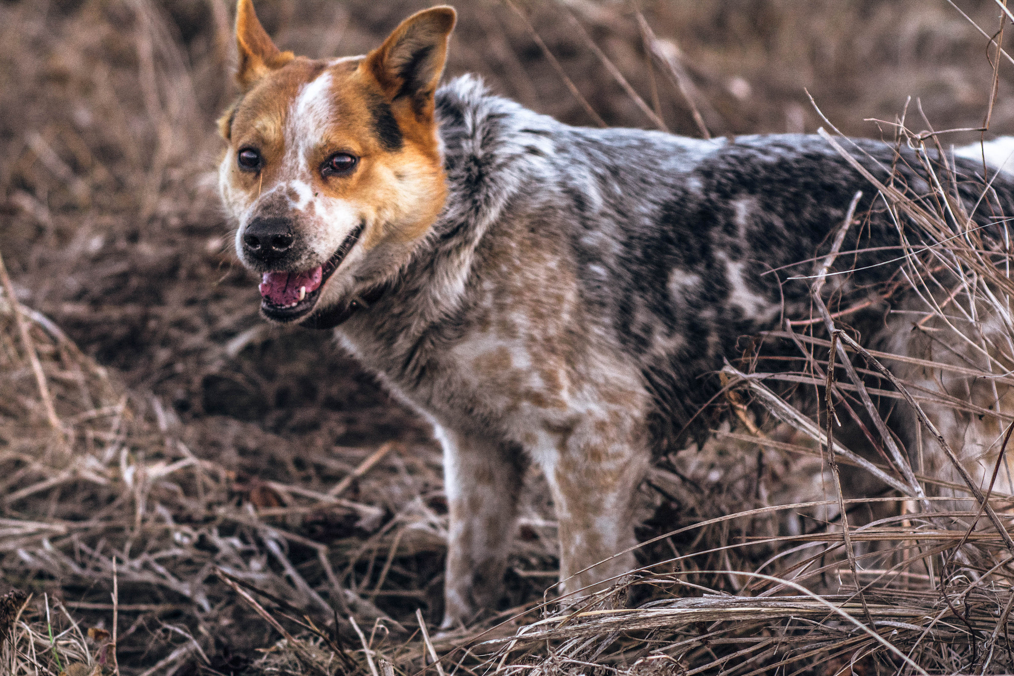Nikon D5200 + Nikon AF Nikkor 50mm F1.8D sample photo. Пёс photography