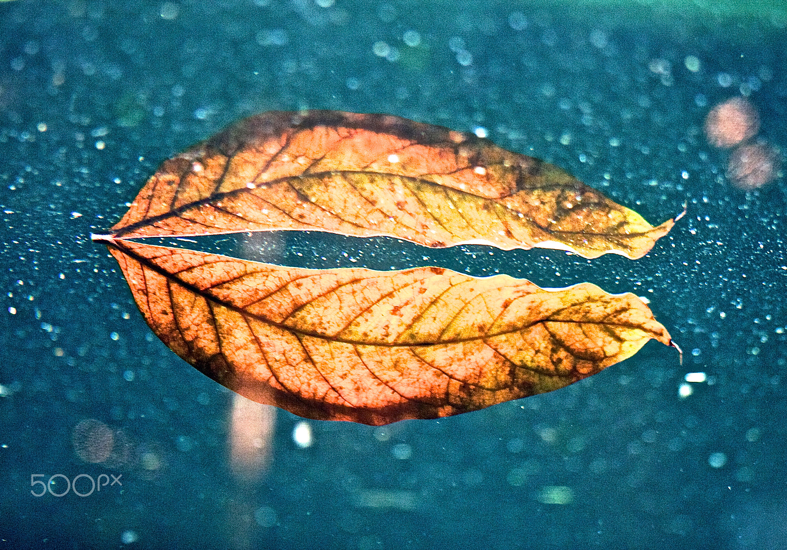 Canon EOS 40D sample photo. Wet autumn leaf photography