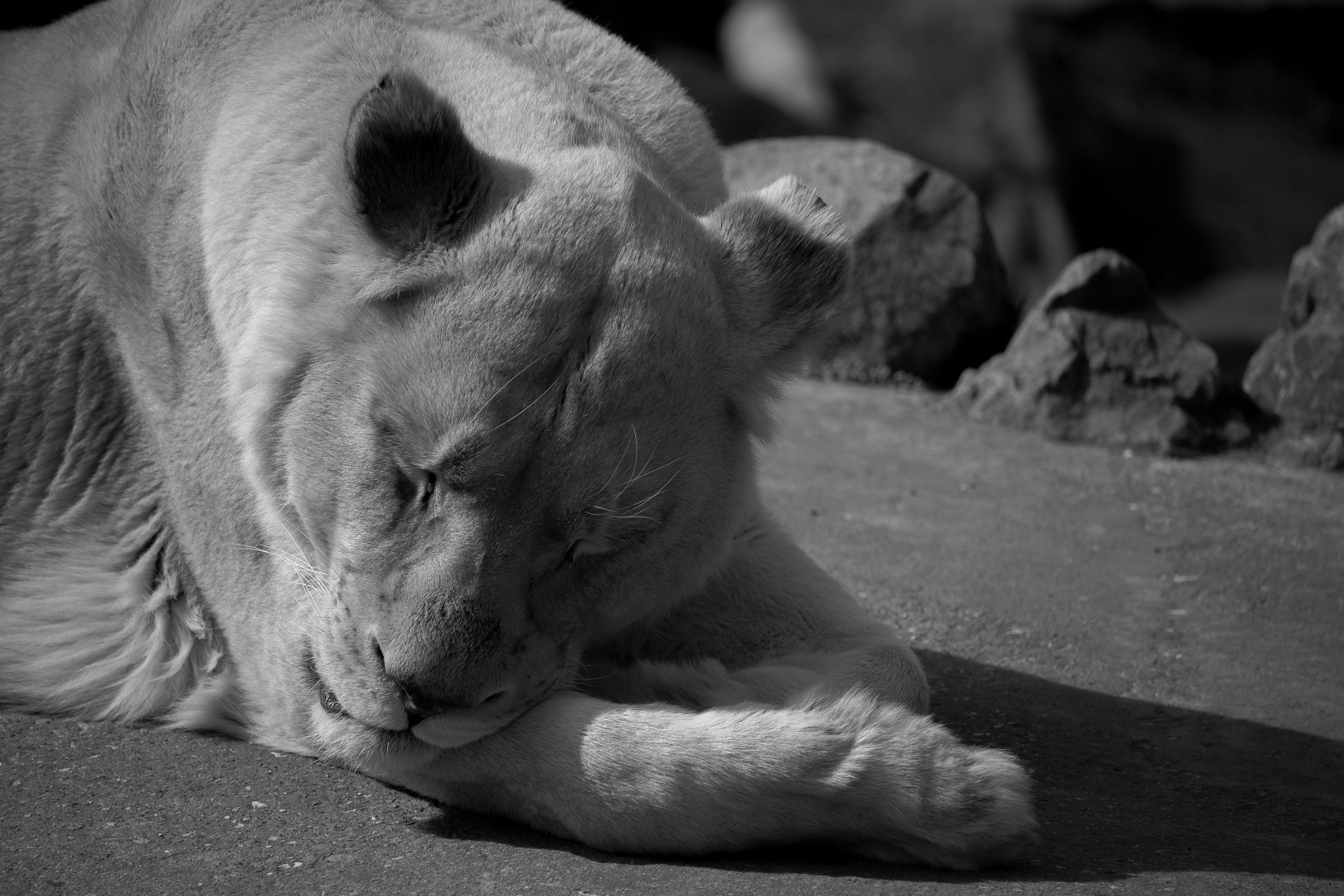 Canon EF-S 55-250mm F4-5.6 IS STM sample photo. Weight of the world photography