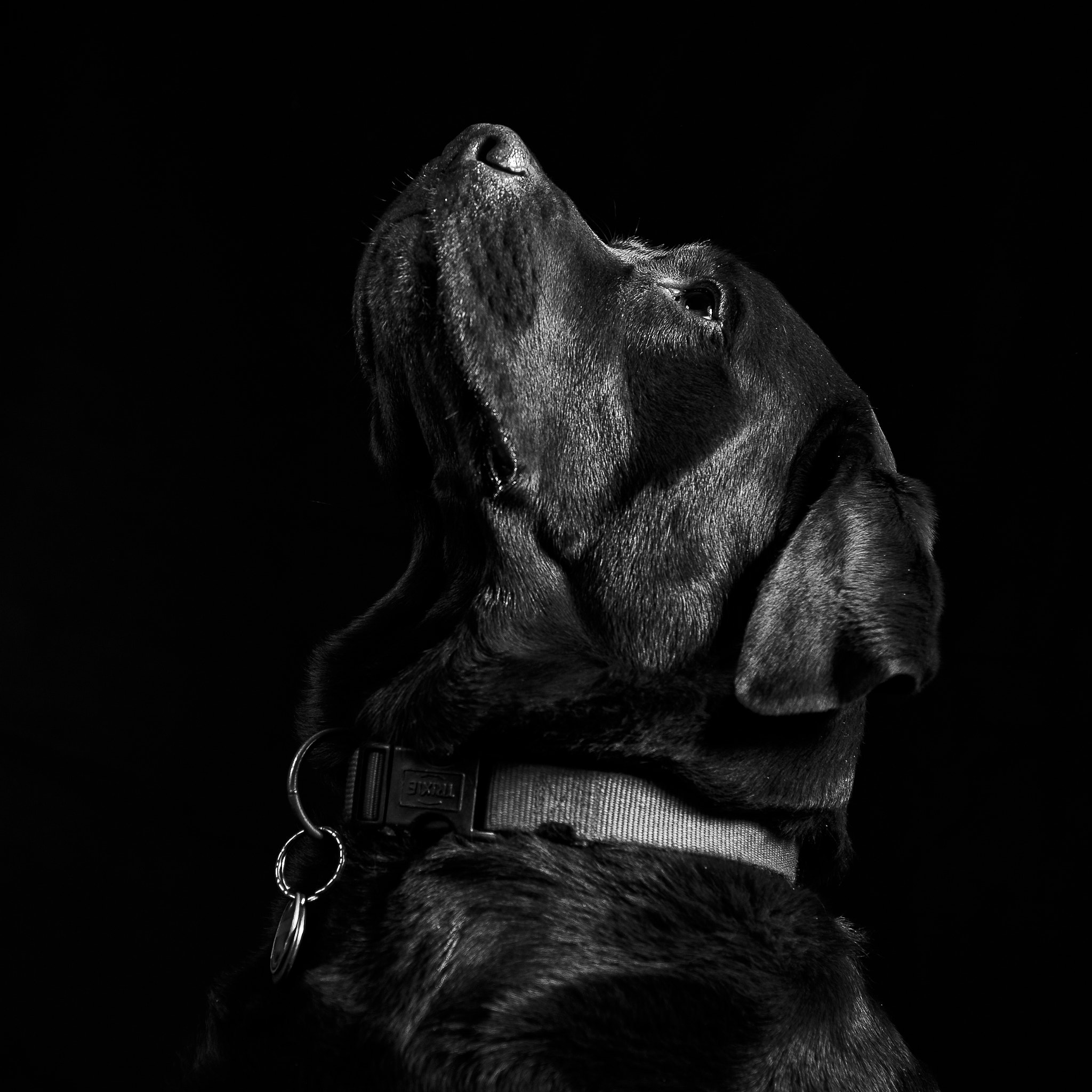 Nikon D700 sample photo. Labrador photography