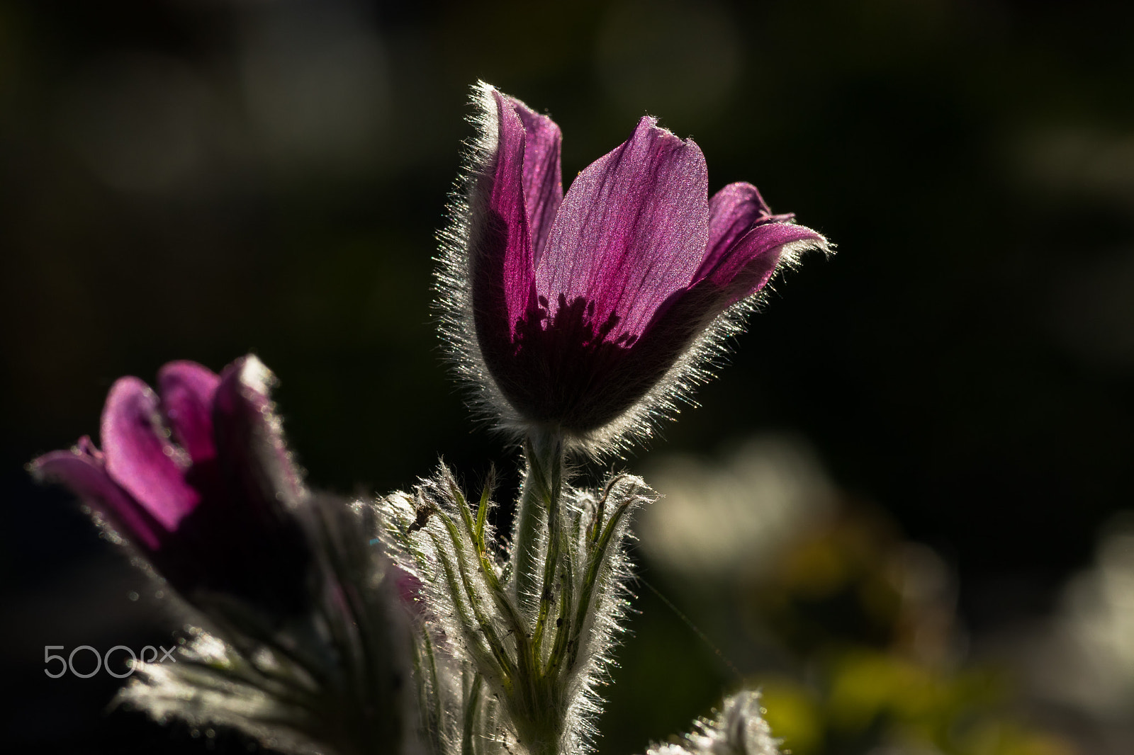 Canon EOS 80D + Canon EF 200mm F2.8L II USM sample photo. Koniklec photography