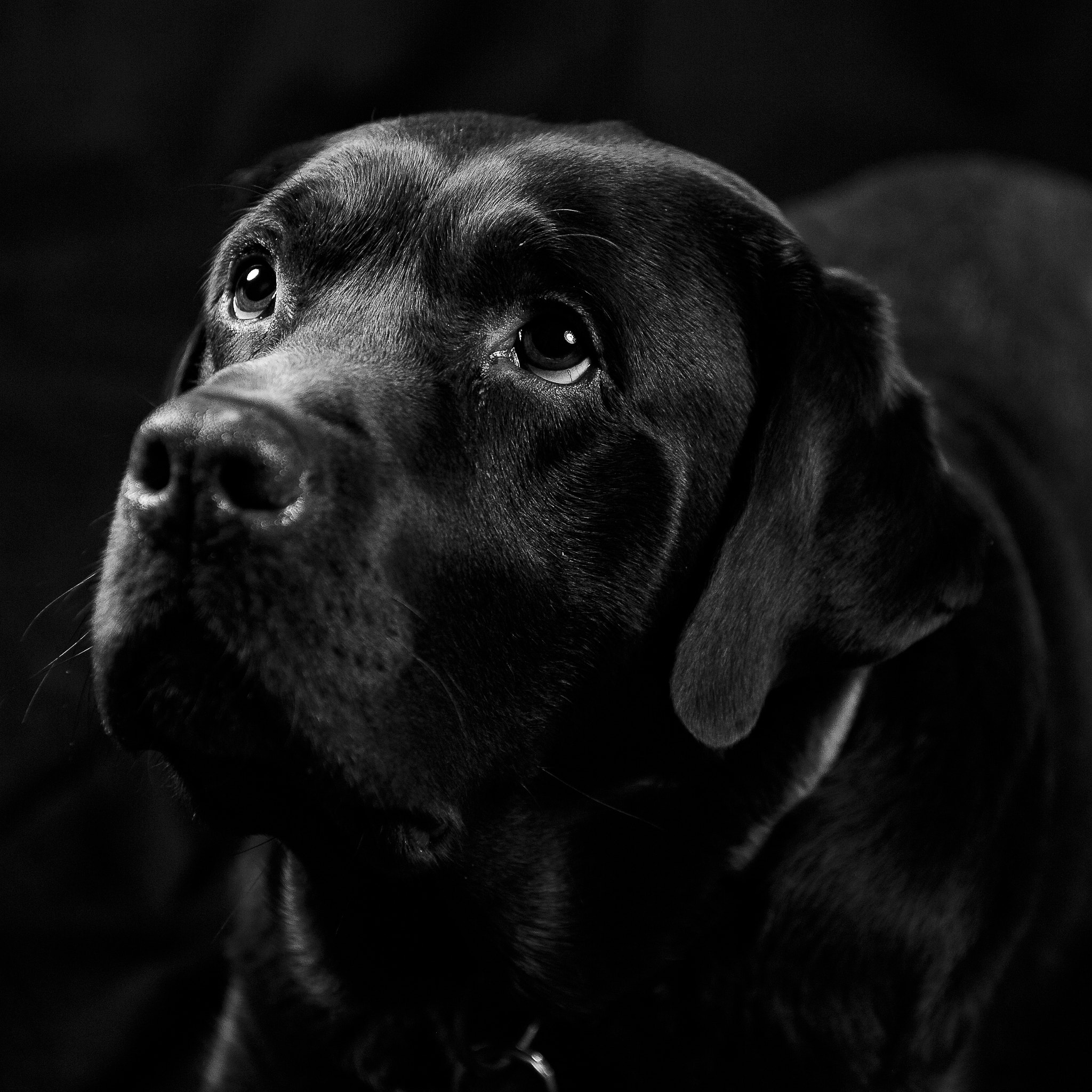 Nikon D700 sample photo. Labrador photography