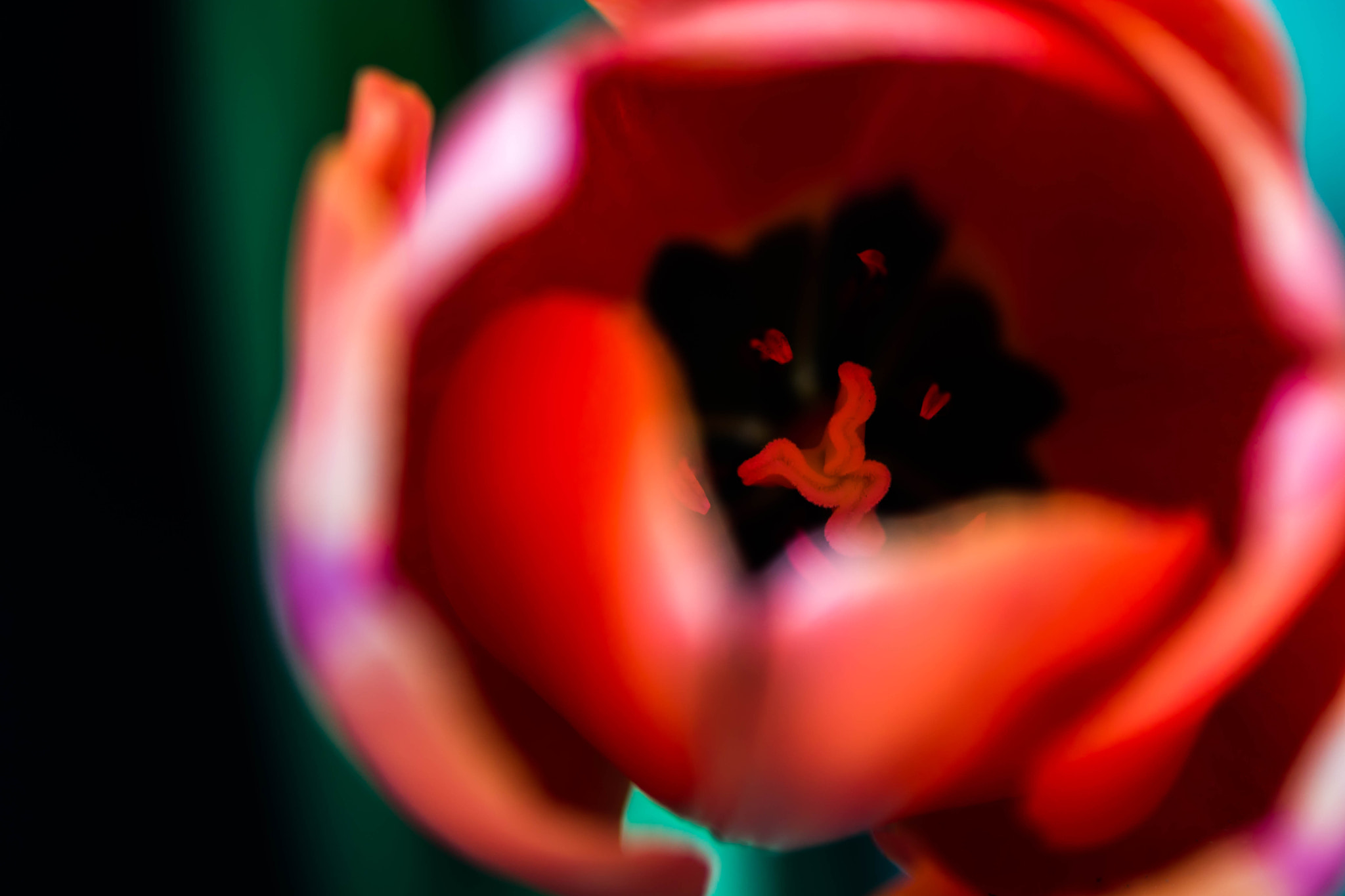 Nikon AF-S Micro-Nikkor 105mm F2.8G IF-ED VR sample photo. I'll be uploading more from today photography
