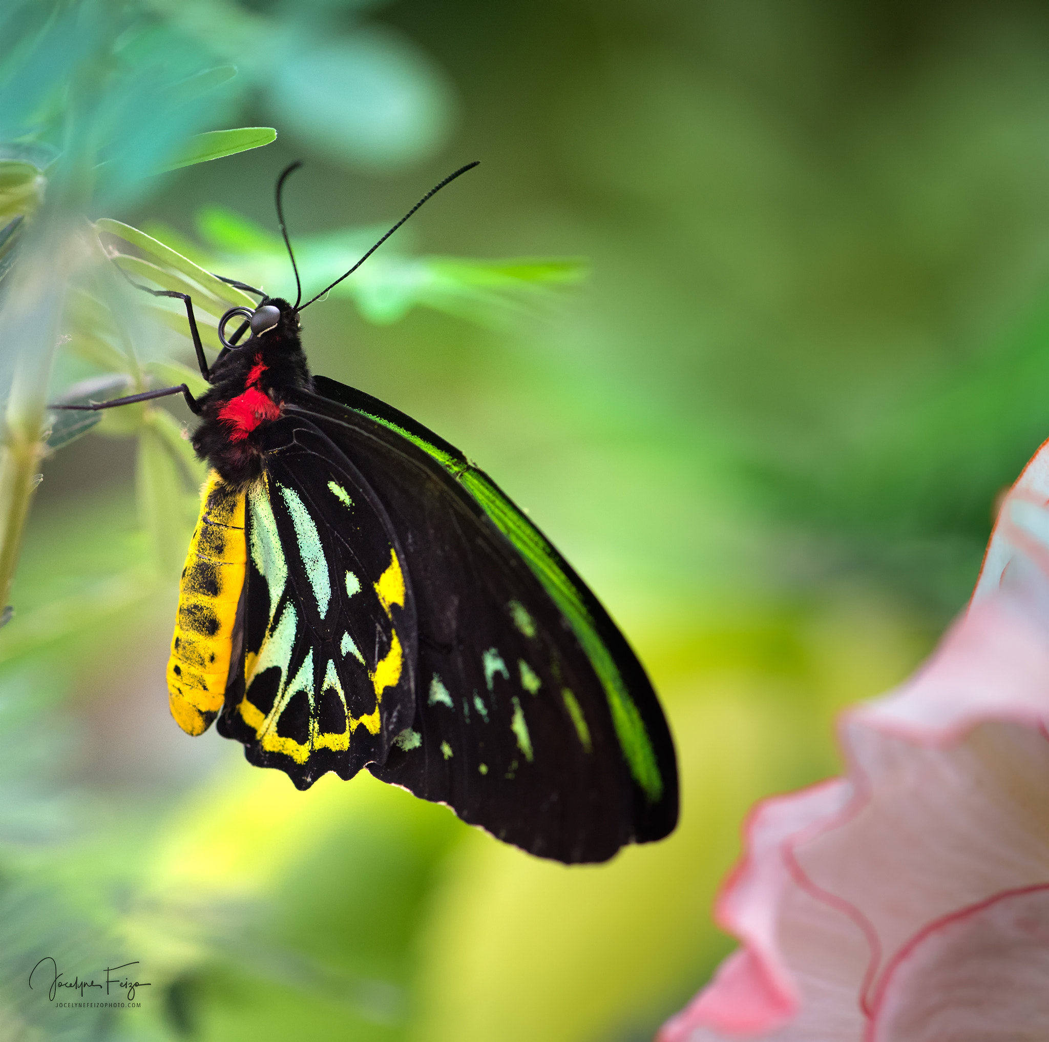 Nikon AF-S Micro-Nikkor 105mm F2.8G IF-ED VR sample photo. Troides priamus photography