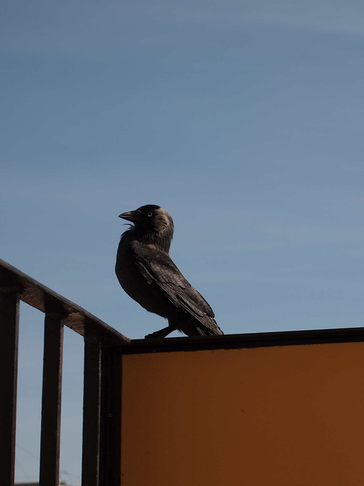 Olympus PEN E-PL2 sample photo. Raven photography