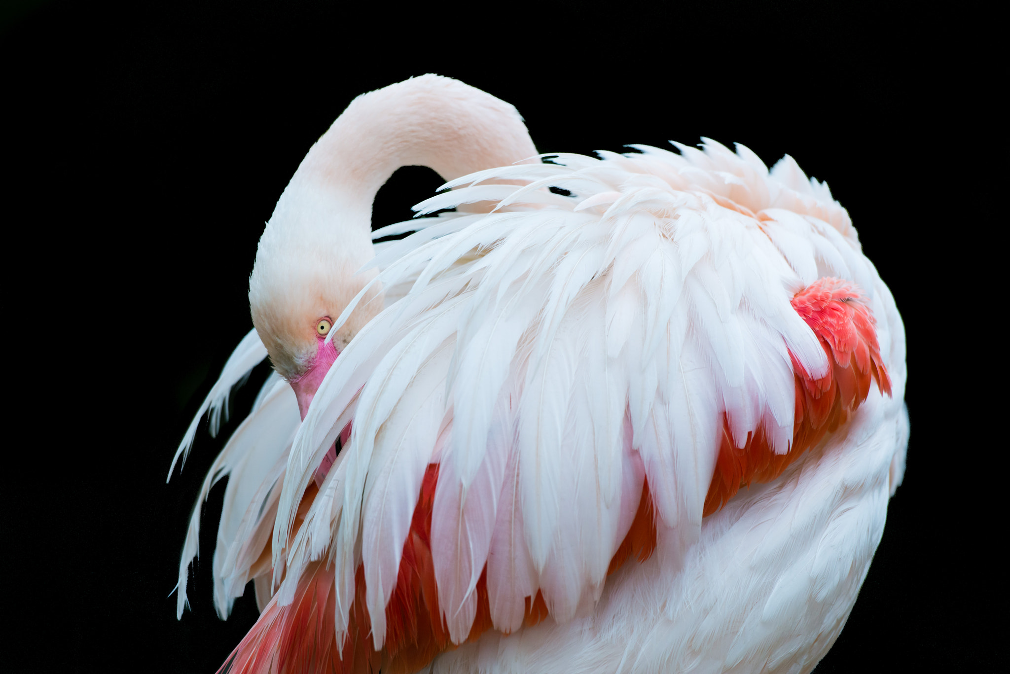 Nikon D800 sample photo. Flamingo photography