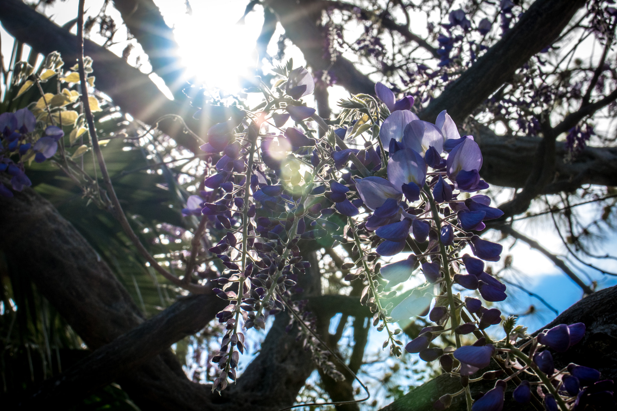 Canon EOS 760D (EOS Rebel T6s / EOS 8000D) + Tamron SP 35mm F1.8 Di VC USD sample photo. Spain - mallorca - jardines de alfabia - wisteria photography