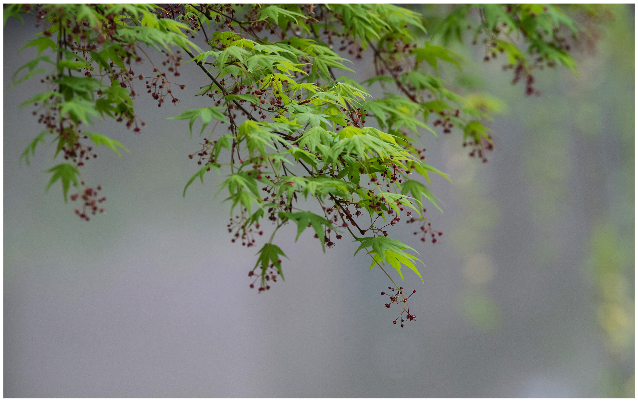 Canon EF 200mm f/1.8L sample photo. 枫叶 photography