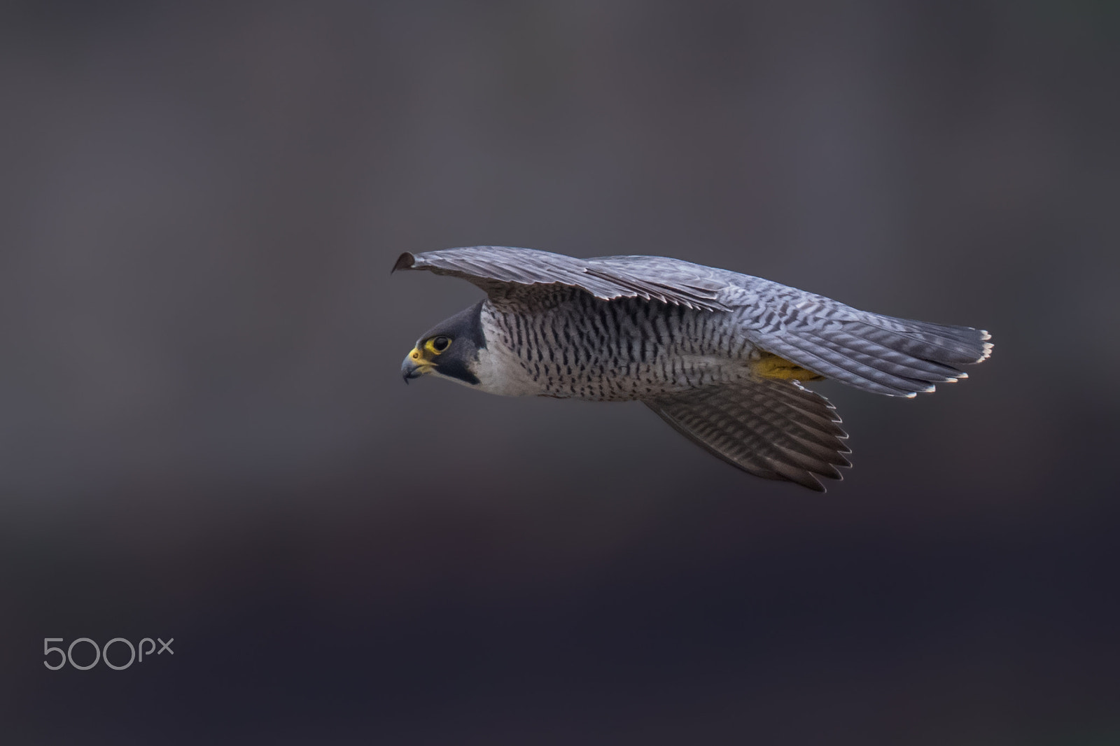 Canon EF 500mm F4L IS USM sample photo. Peregrine falcon photography