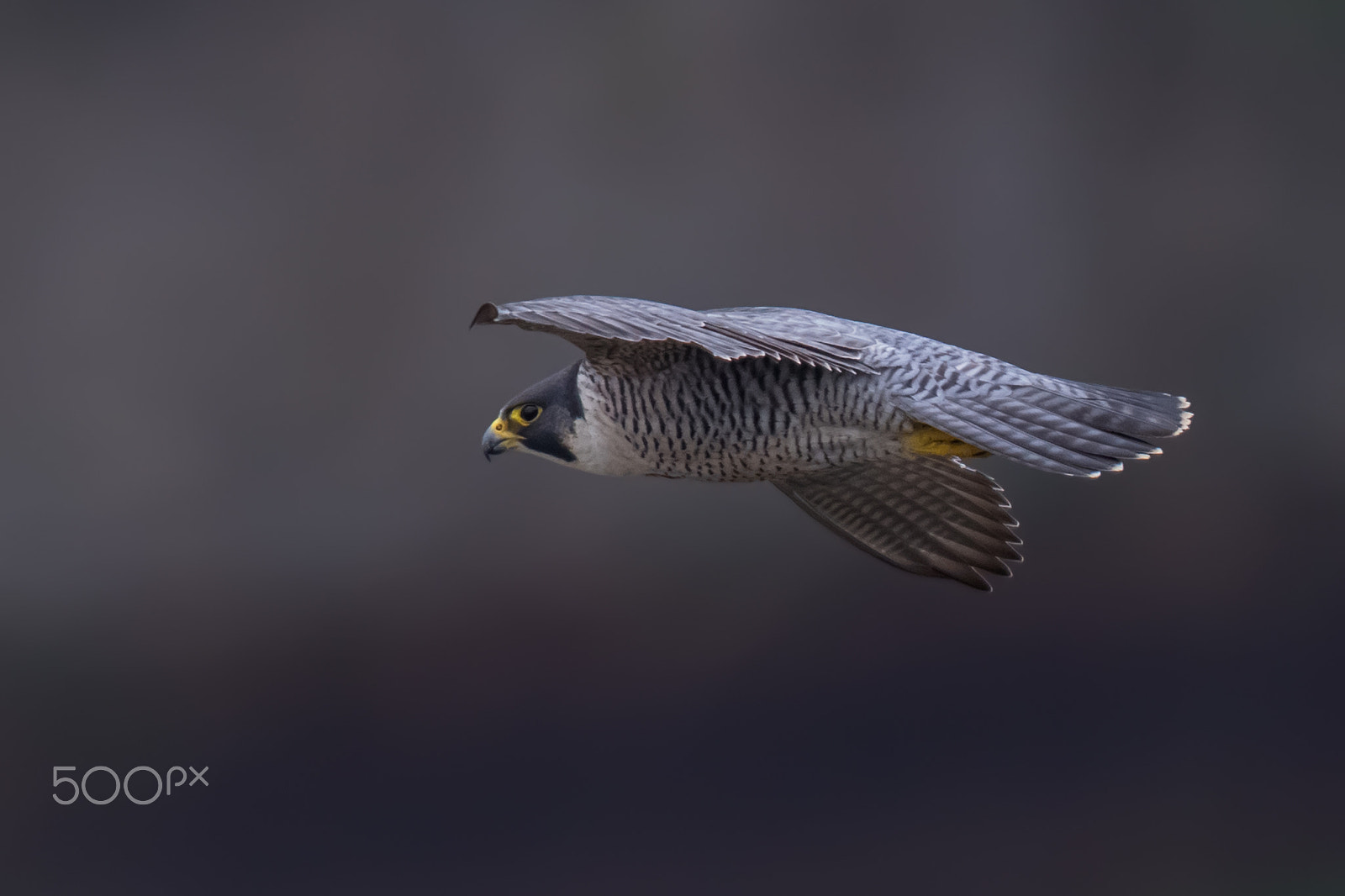 Canon EOS 7D Mark II sample photo. Peregrine falcon photography