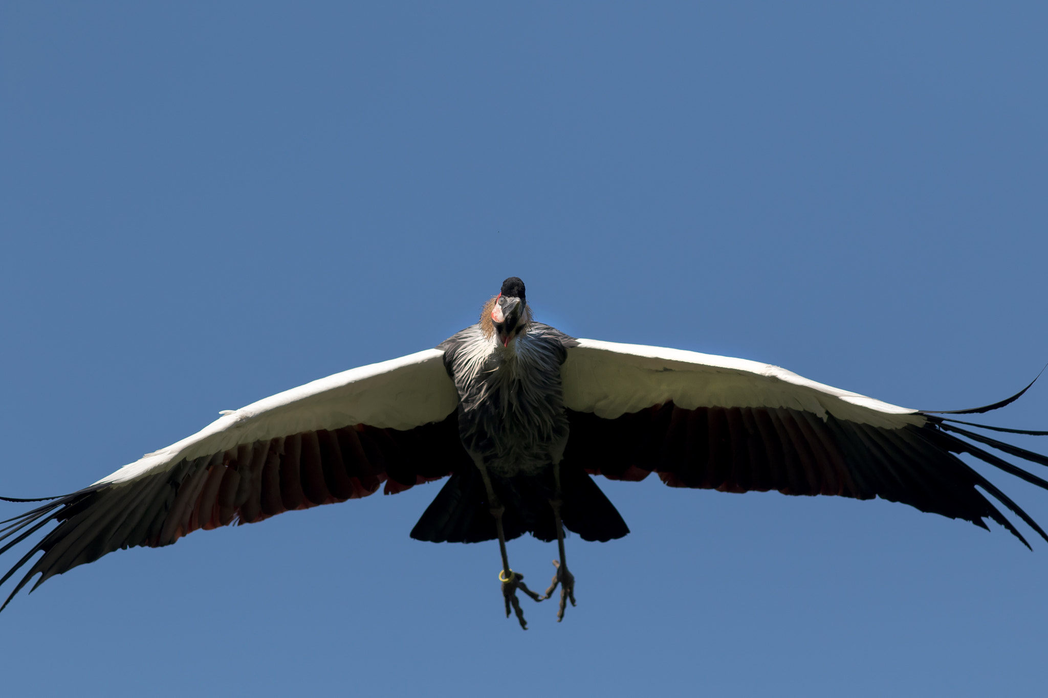 Canon EF 200mm F2.8L II USM sample photo. Kronenkranich im flug photography