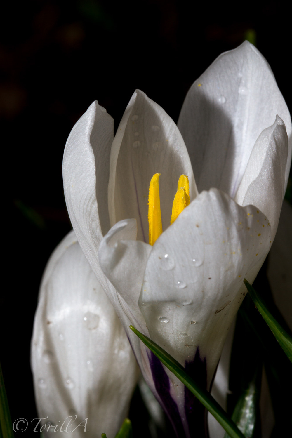 Canon EF 100mm F2.8L Macro IS USM sample photo. Jenteturmacrolr photography