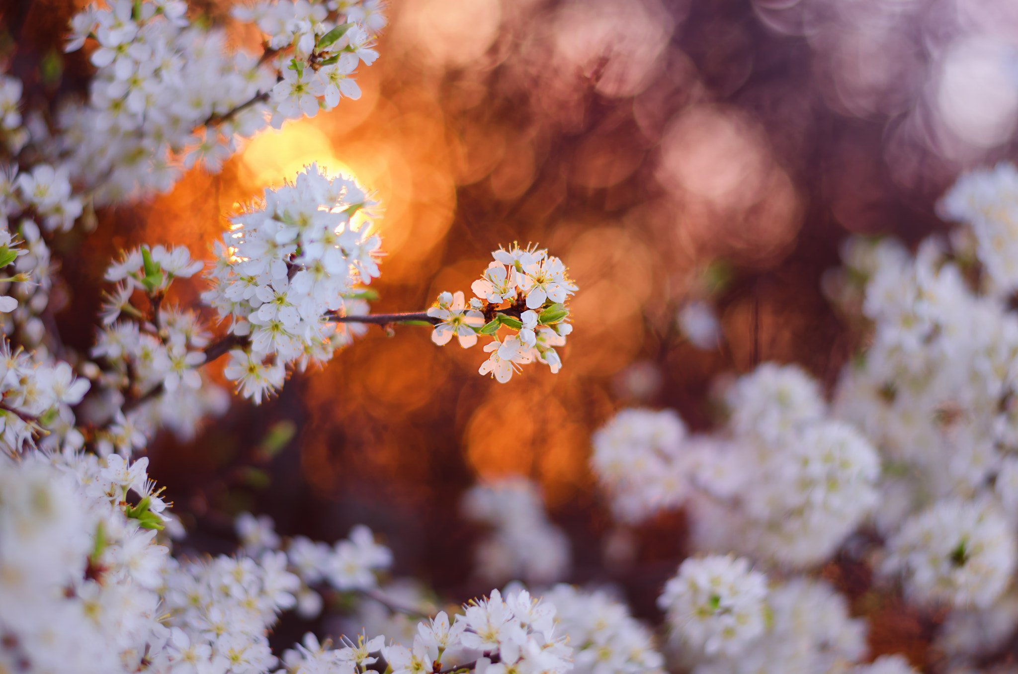 Nikon D5100 + Nikon AF-S Nikkor 50mm F1.8G sample photo. Spring lights photography