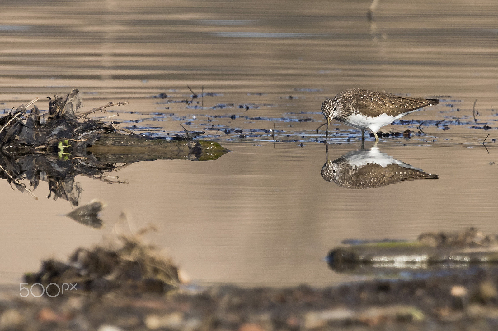 Canon EF 100-400mm F4.5-5.6L IS USM sample photo. First time with the camouflage netting :o) photography