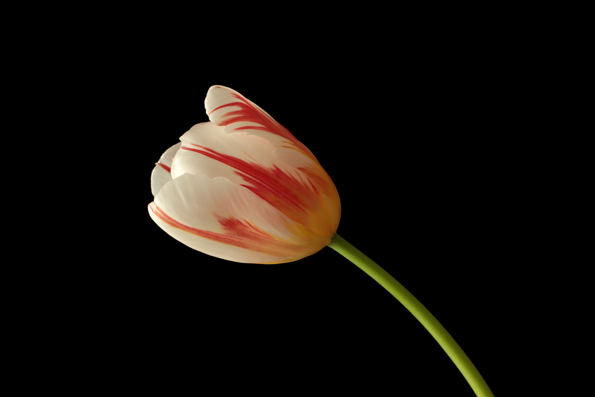 Canon EF-S 60mm F2.8 Macro USM sample photo. Bicolor photography