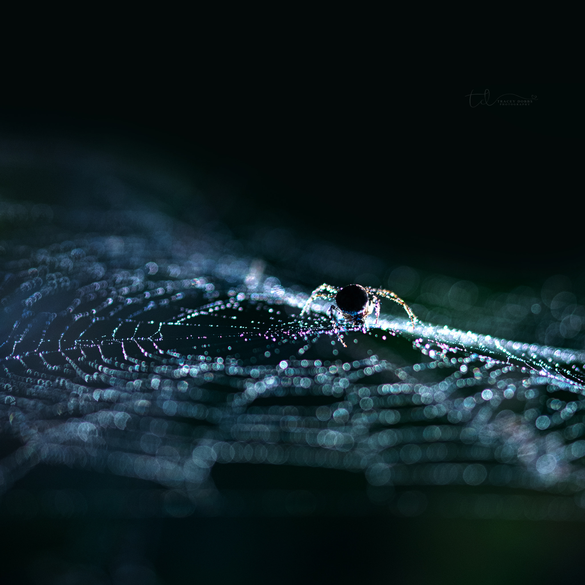 Nikon AF-S Micro-Nikkor 105mm F2.8G IF-ED VR sample photo. The spider and the bokeh photography