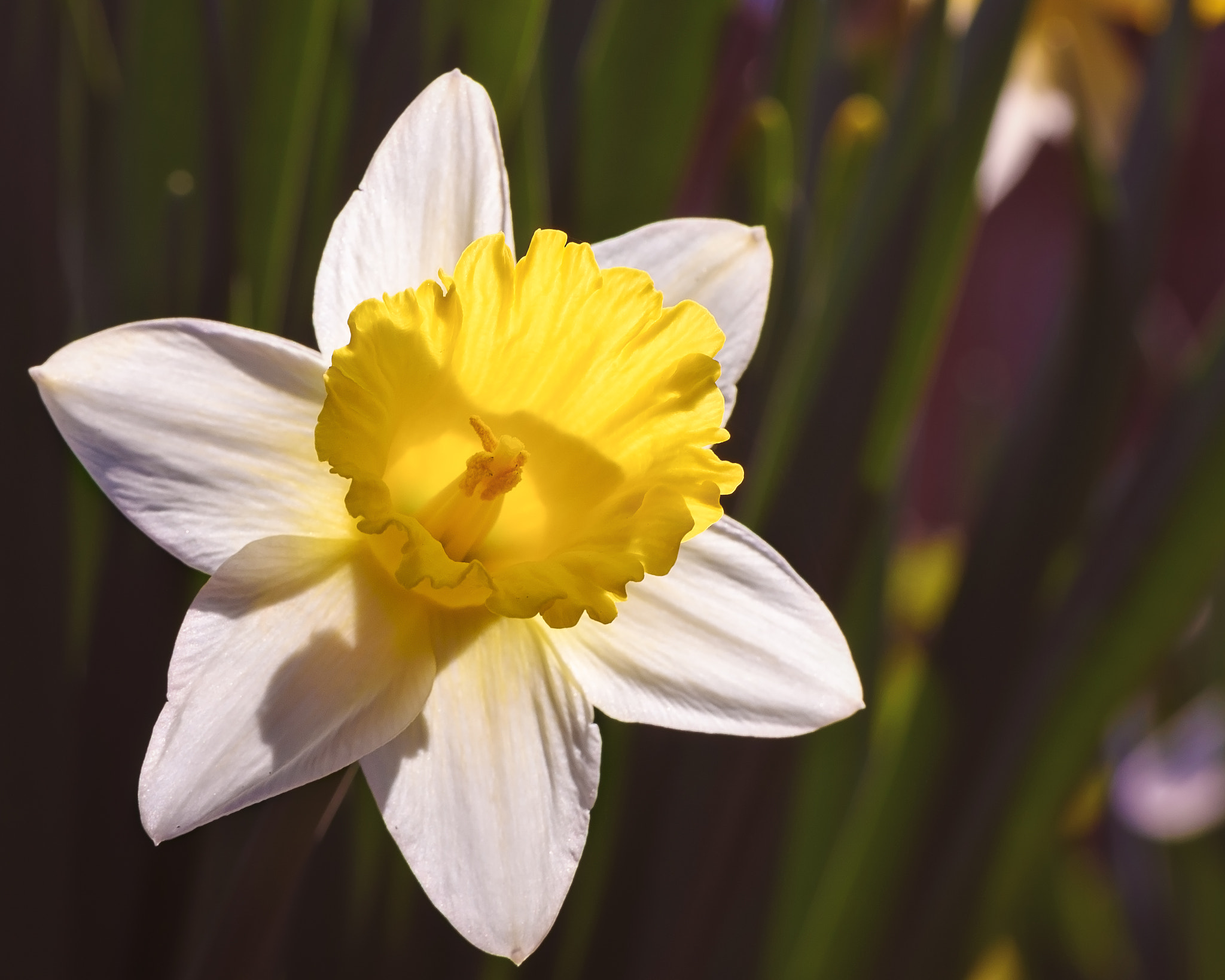 Nikon AF-S Micro-Nikkor 105mm F2.8G IF-ED VR sample photo. Daffodil photography
