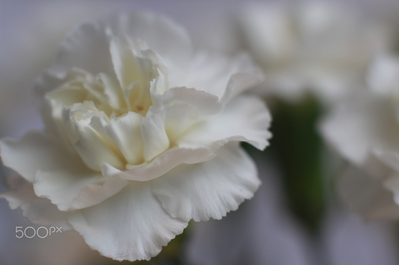 Canon EOS 600D (Rebel EOS T3i / EOS Kiss X5) + Canon EF 50mm F1.4 USM sample photo. Img blancas primaverales photography