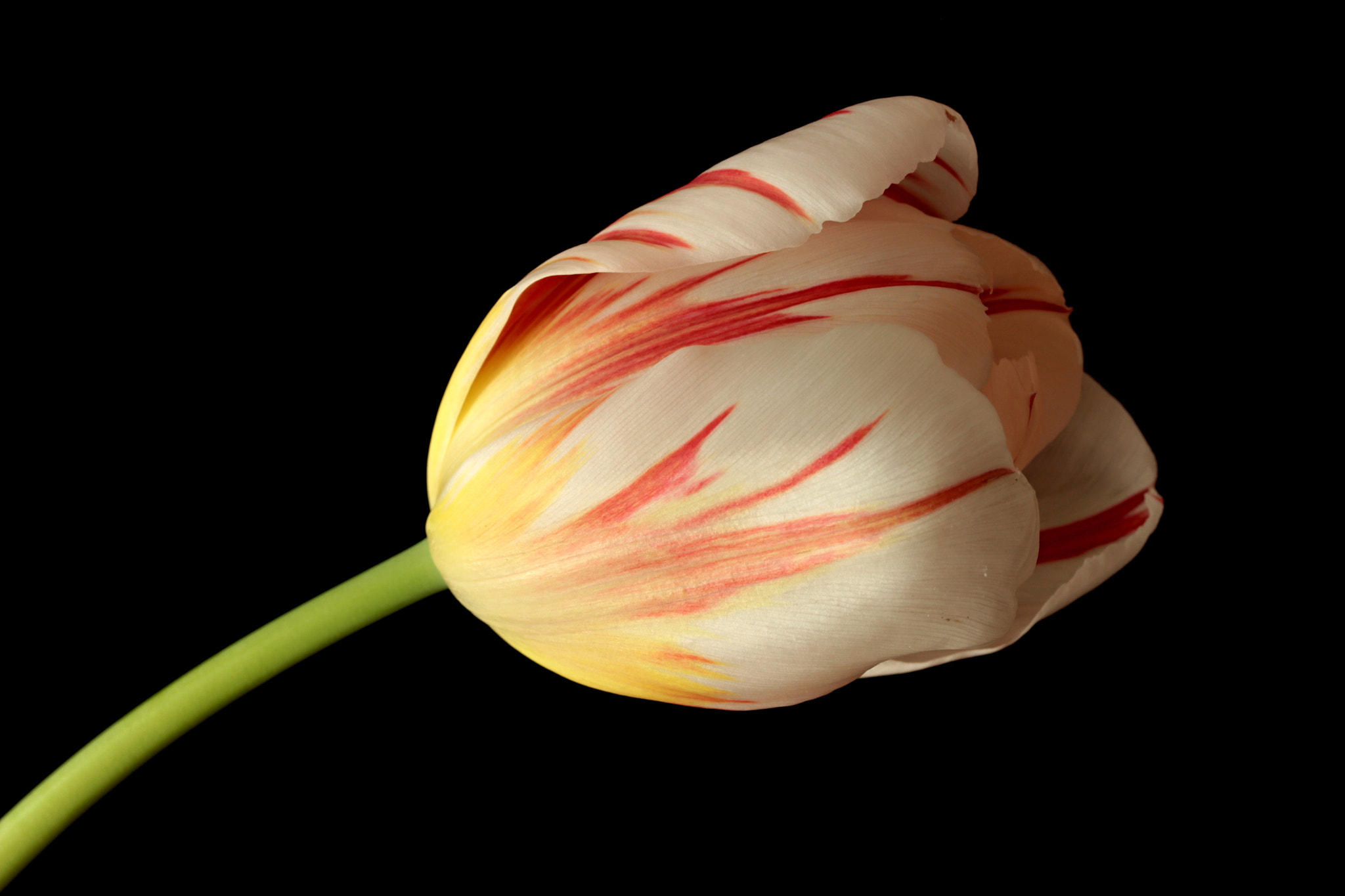 Canon EF-S 60mm F2.8 Macro USM sample photo. Tulipa photography