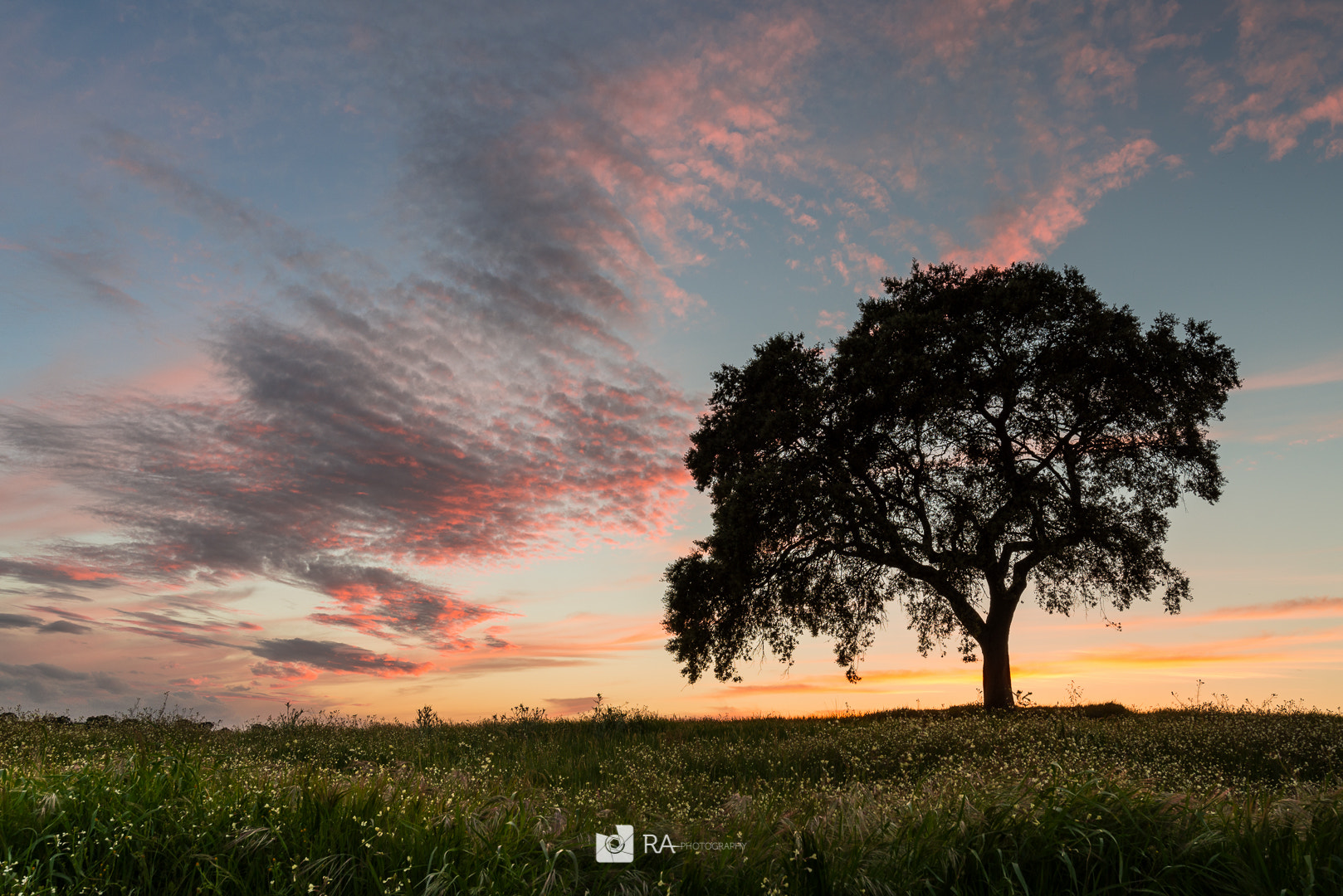 Nikon D610 sample photo. Alone at sunset photography