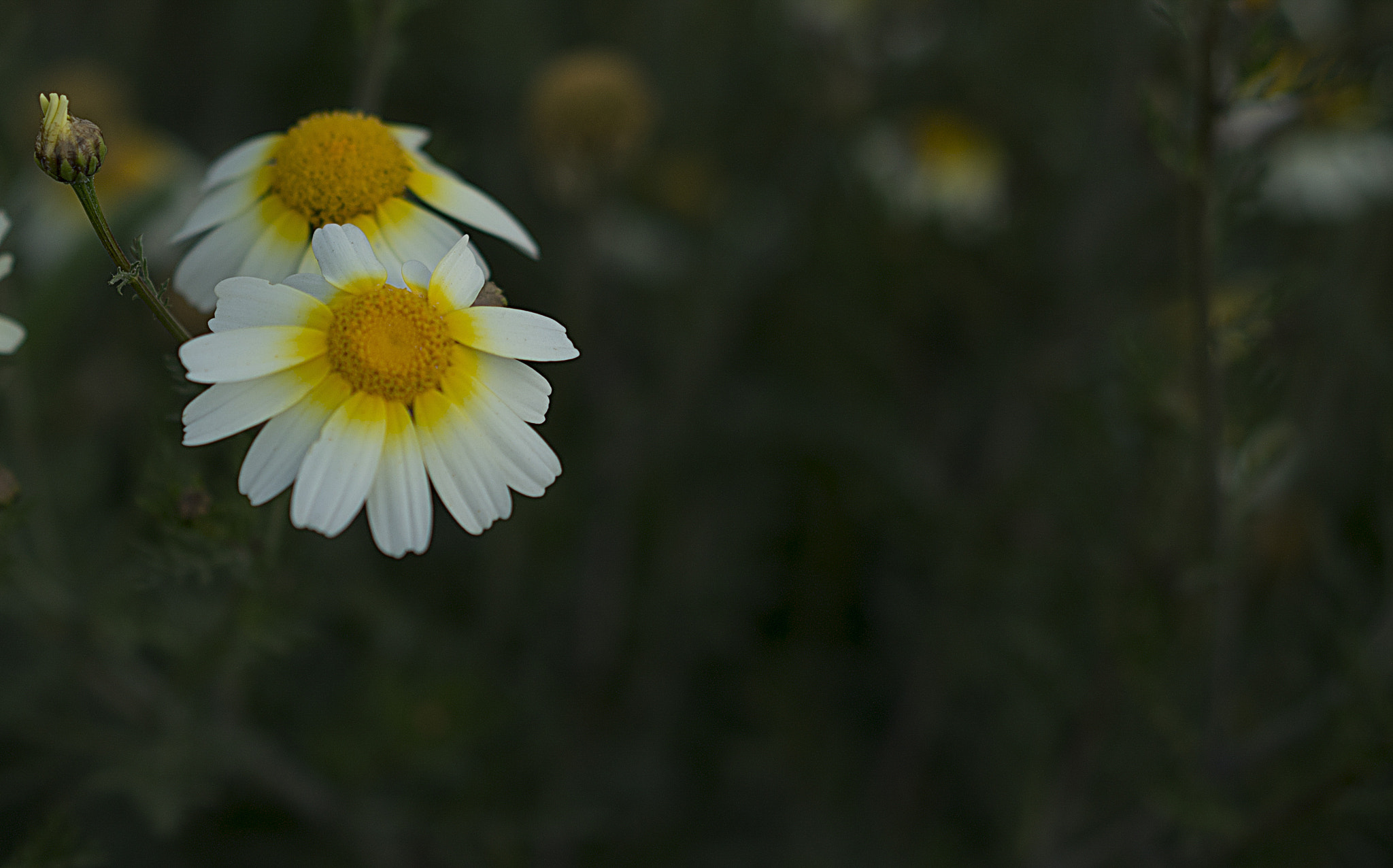 Sony a7R + Sony Sonnar T* FE 55mm F1.8 ZA sample photo. Margaritas photography