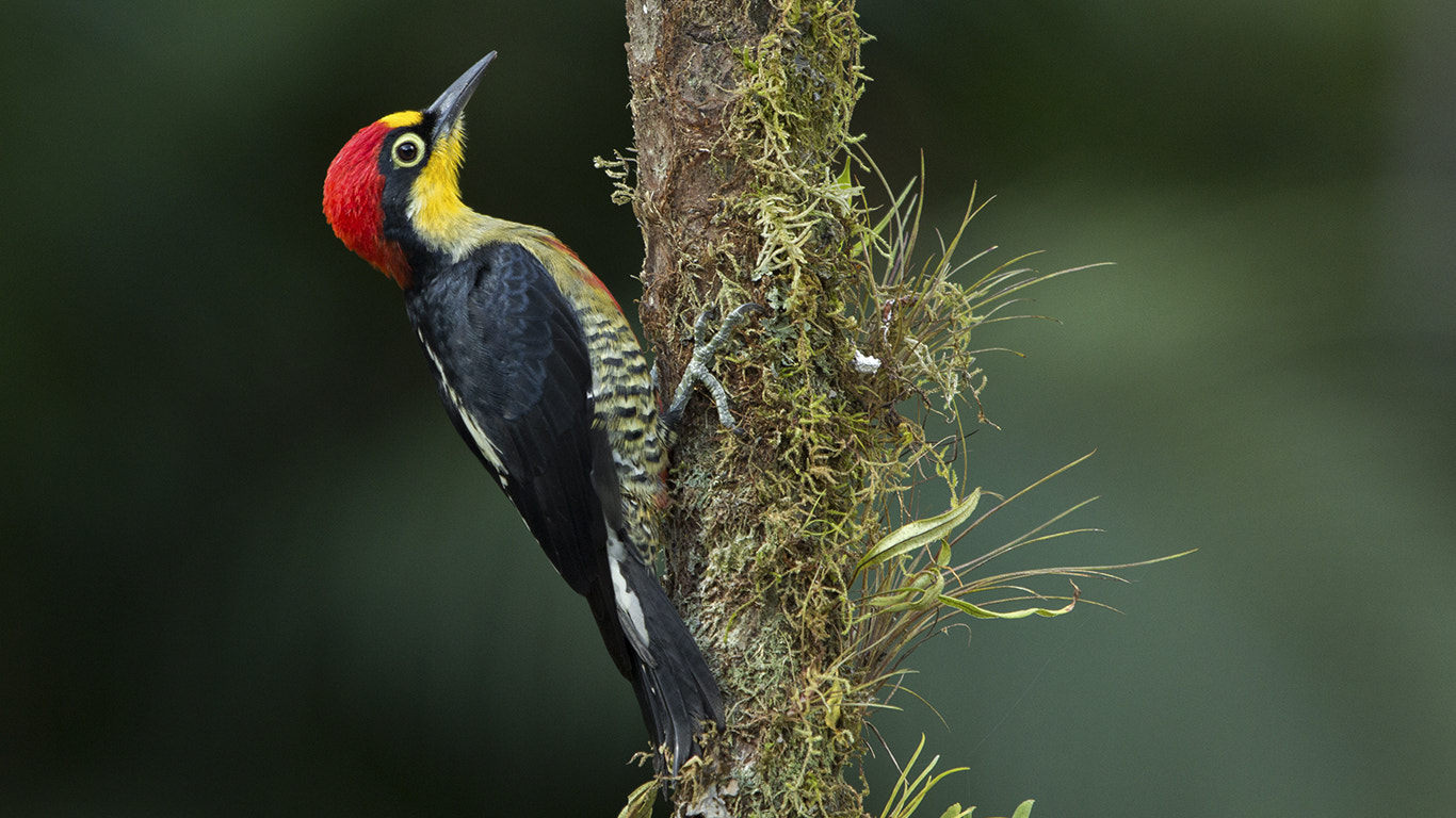 Canon EF 100-400mm F4.5-5.6L IS USM sample photo. Melanerpes flavifrons photography
