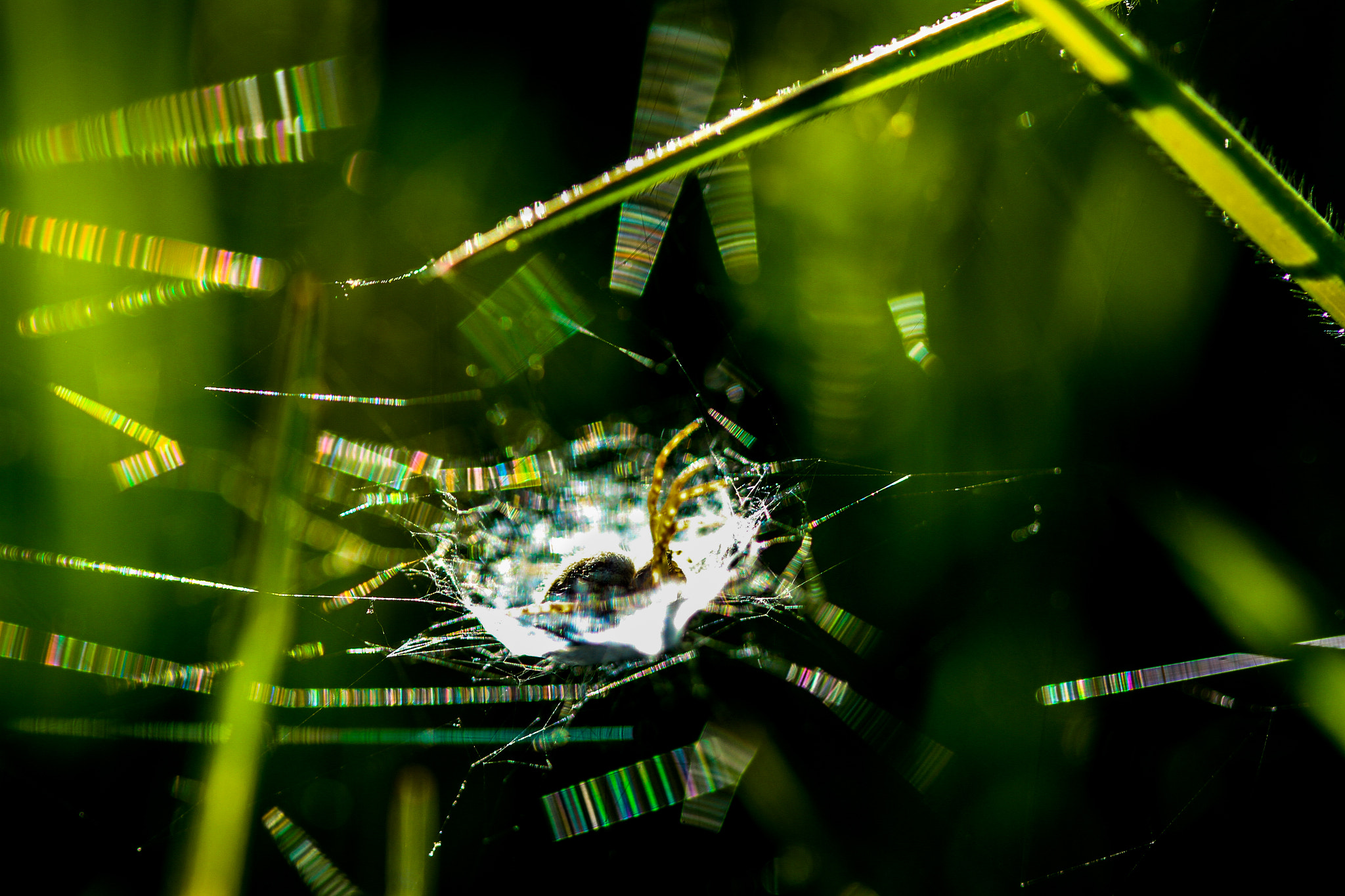 Canon EF 100mm F2.8 Macro USM sample photo. Spider hammock photography