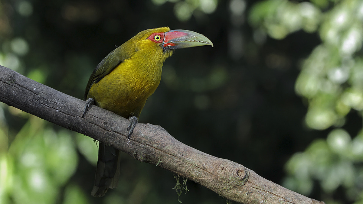 Canon EF 100-400mm F4.5-5.6L IS USM sample photo. Pteroglossus bailloni photography