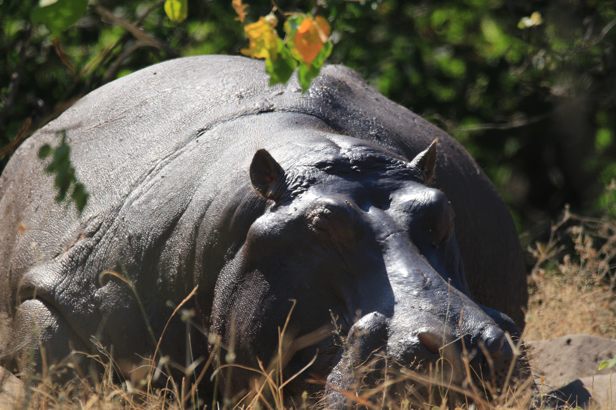 Sigma 150-600mm F5-6.3 DG OS HSM | C sample photo