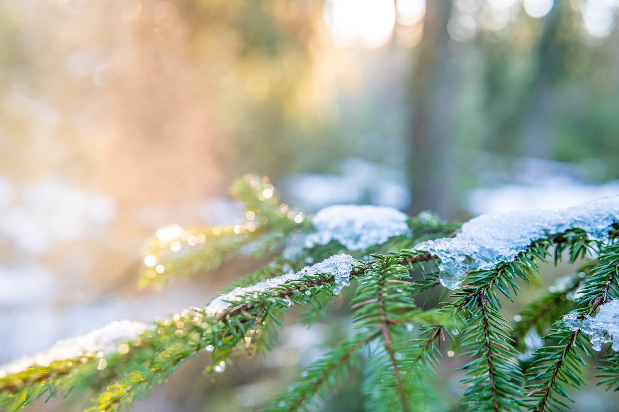 Sony a6300 sample photo. Spruce needles in the spring photography