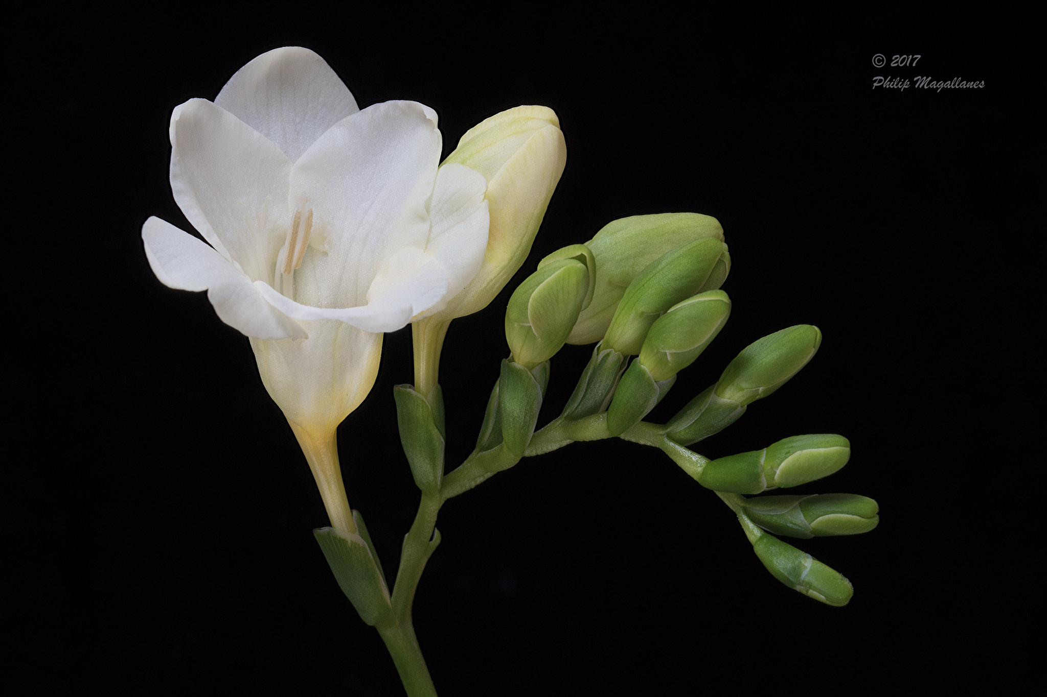 Nikon D500 sample photo. Freesia photography