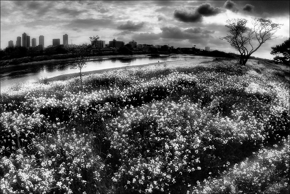 Olympus TG-3 sample photo. Tama-river photography