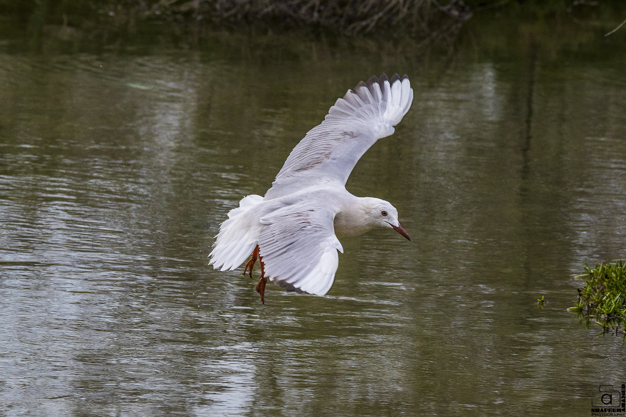 150-600mm F5-6.3 DG OS HSM | Sports 014 sample photo