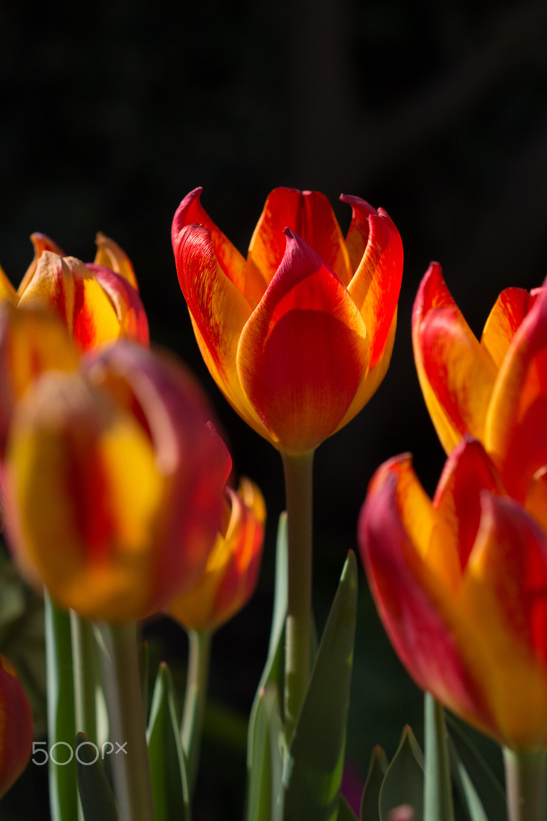 Nikon AF-S DX Micro Nikkor 40mm F2.8 sample photo. Tulip flames... photography