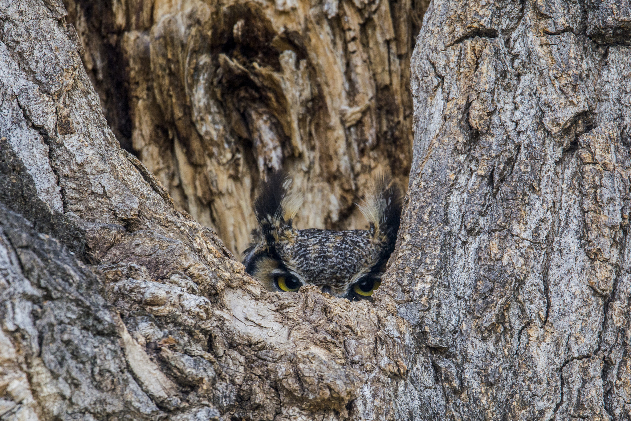 Nikon D5200 + Sigma 150-600mm F5-6.3 DG OS HSM | S sample photo. Great horned owl photography